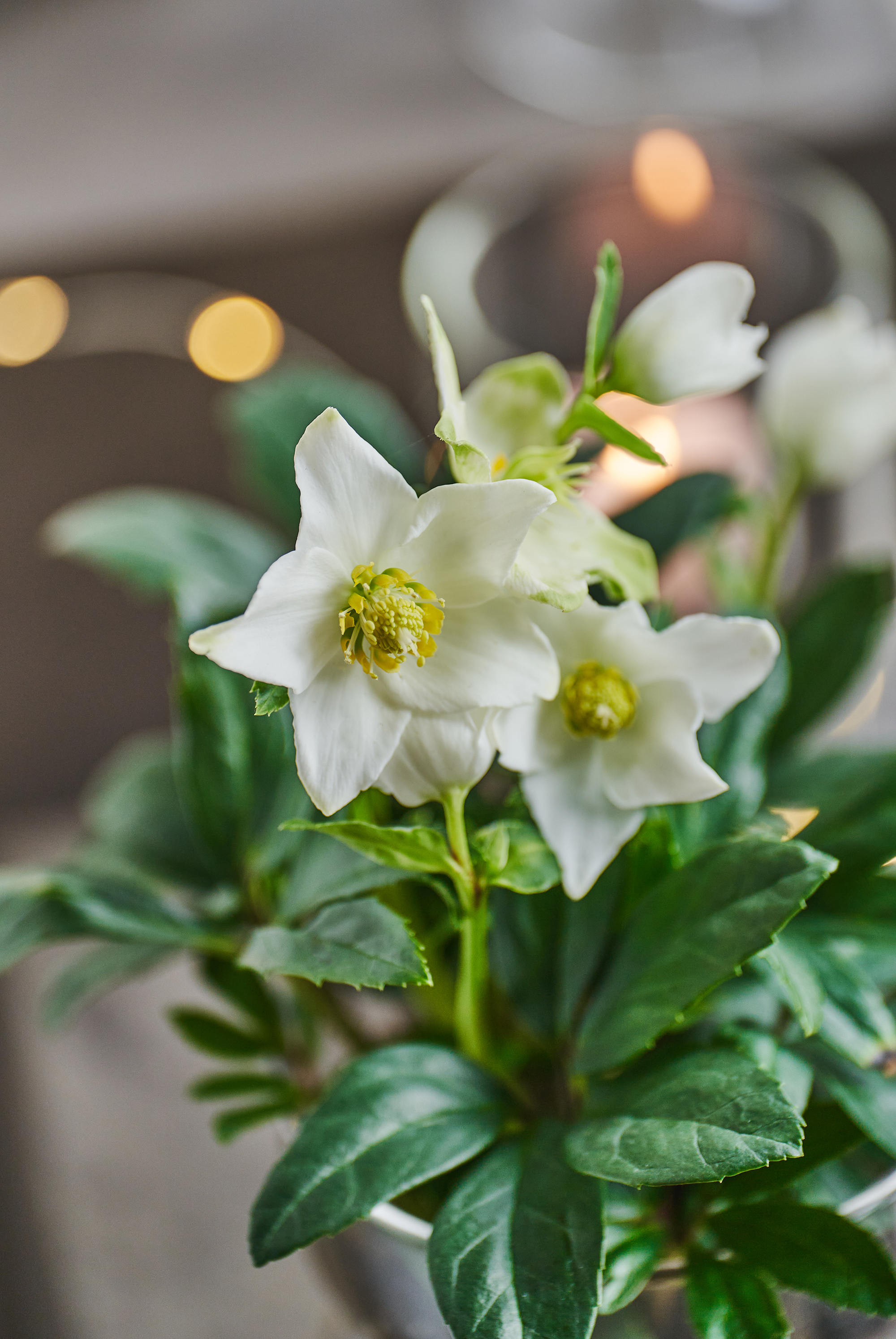 julerose juleblomster