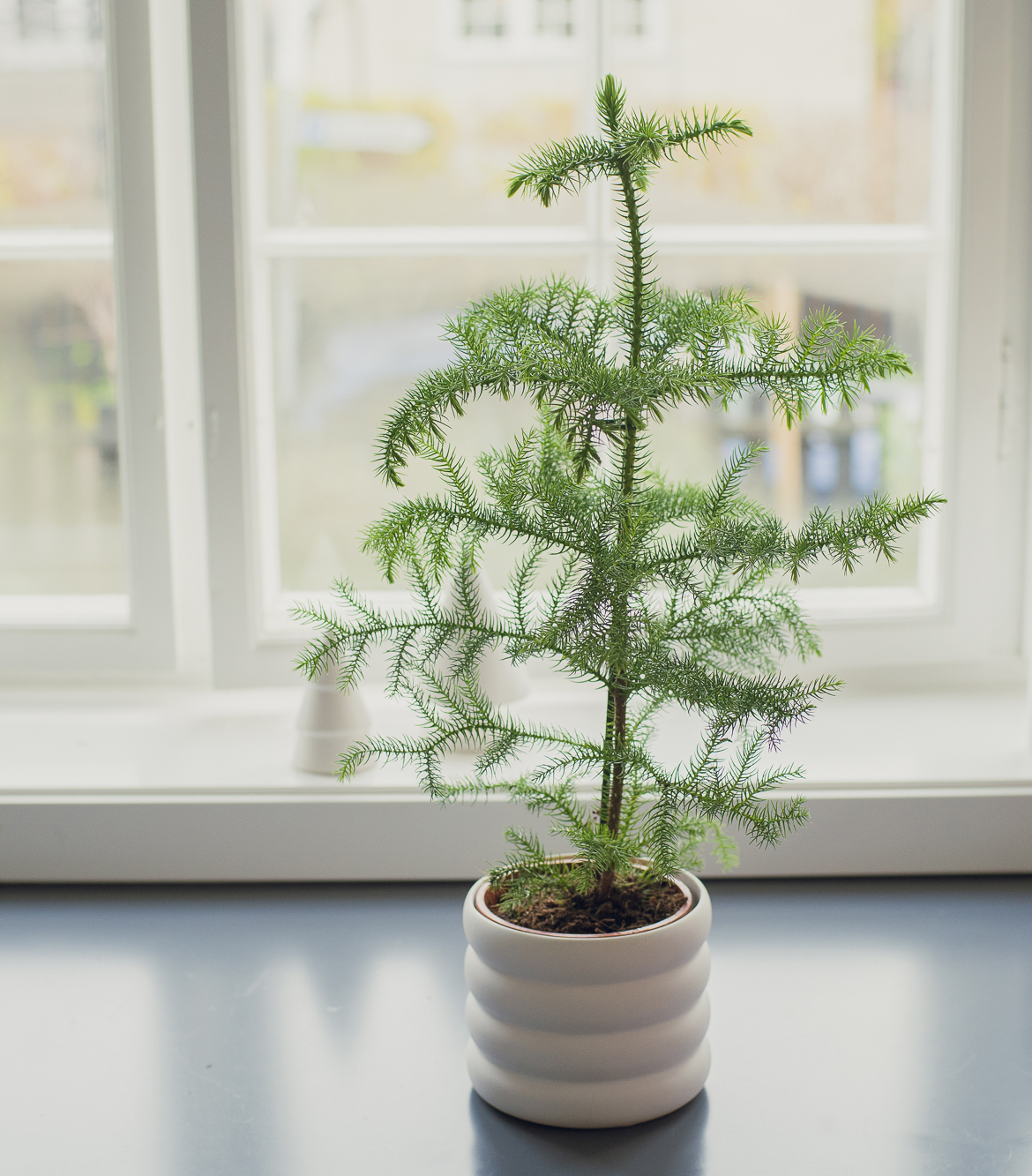 stuegran juleblomster