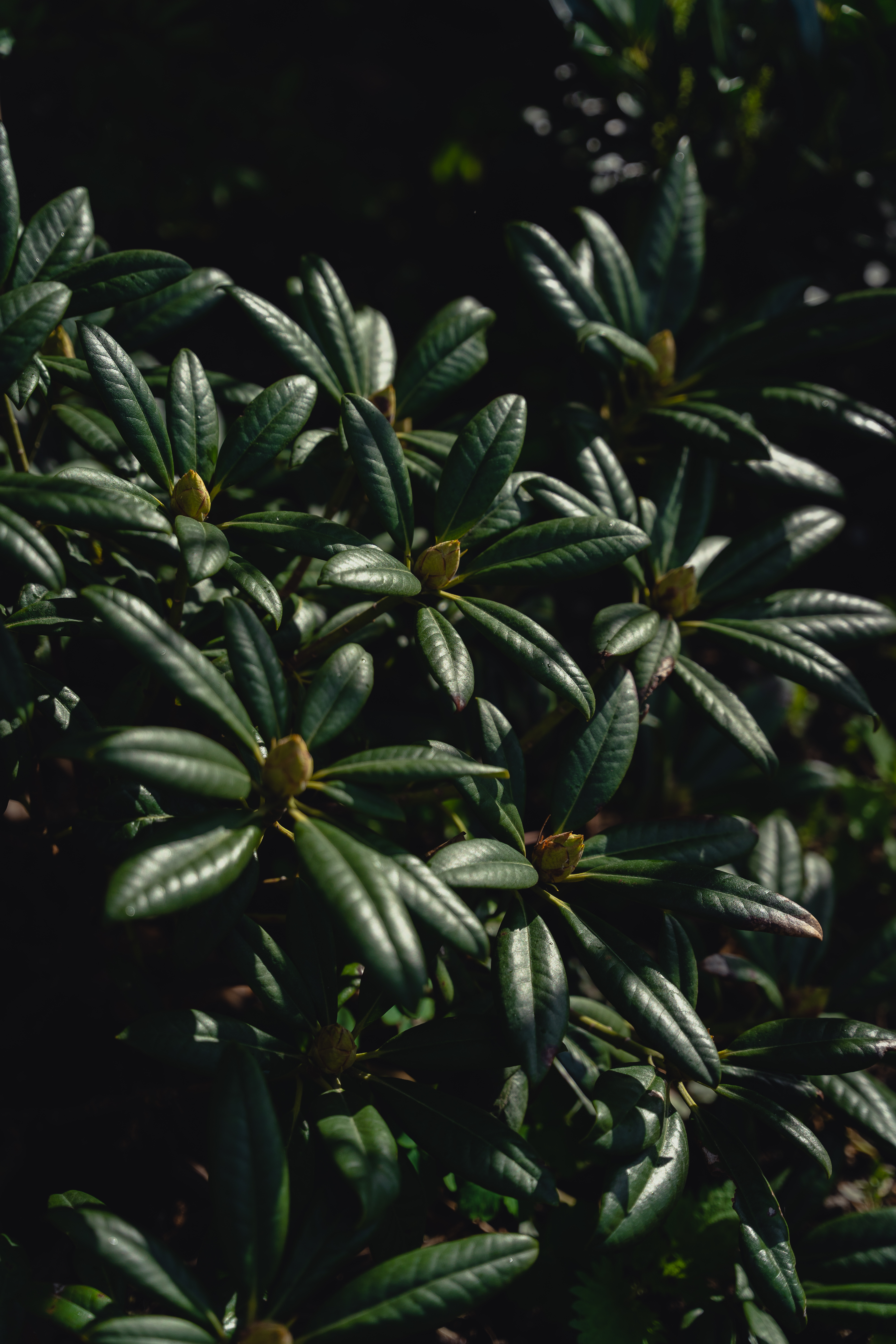 Rhododendron fra Hageland