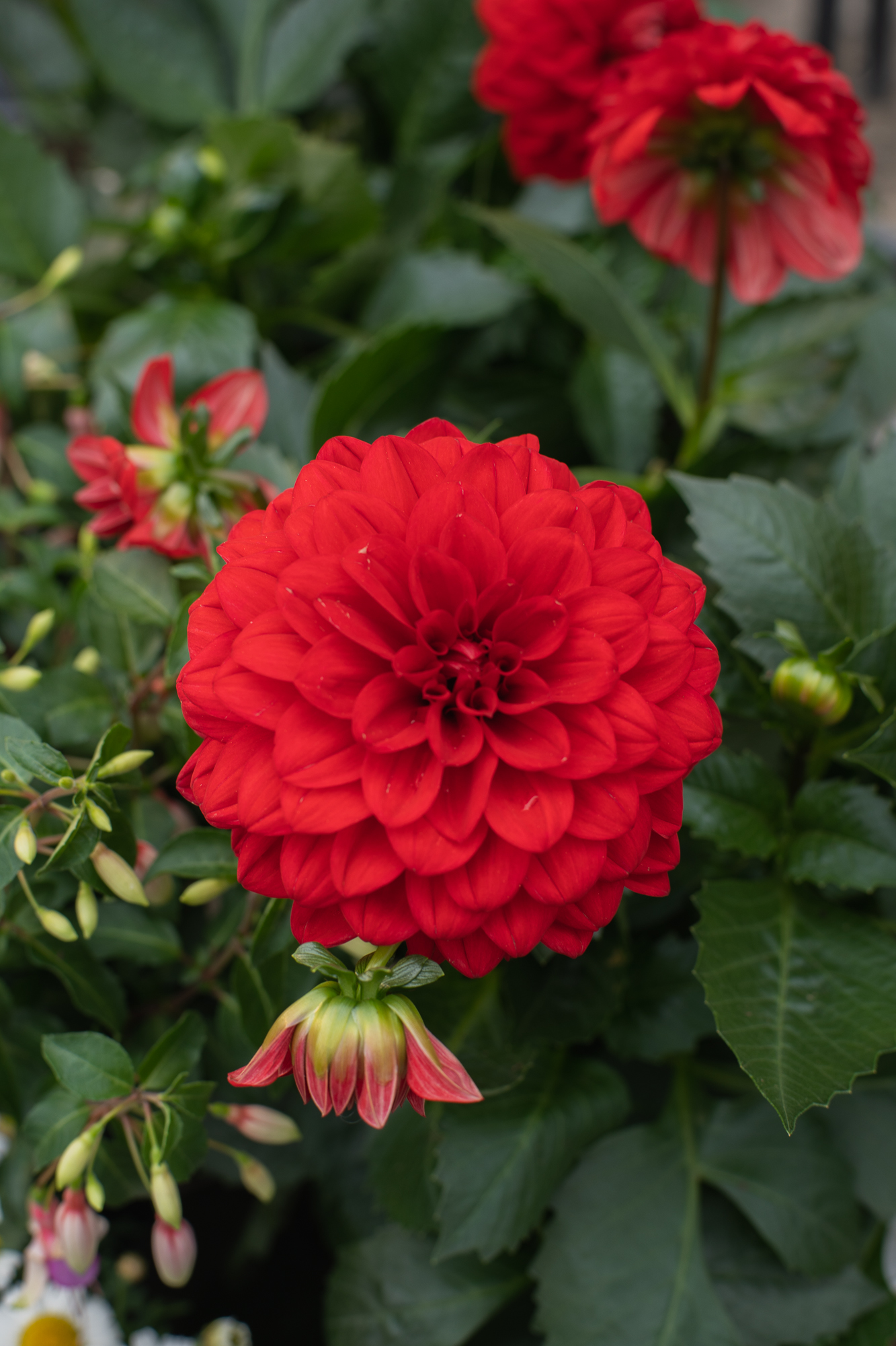 georgine dahlia georginer