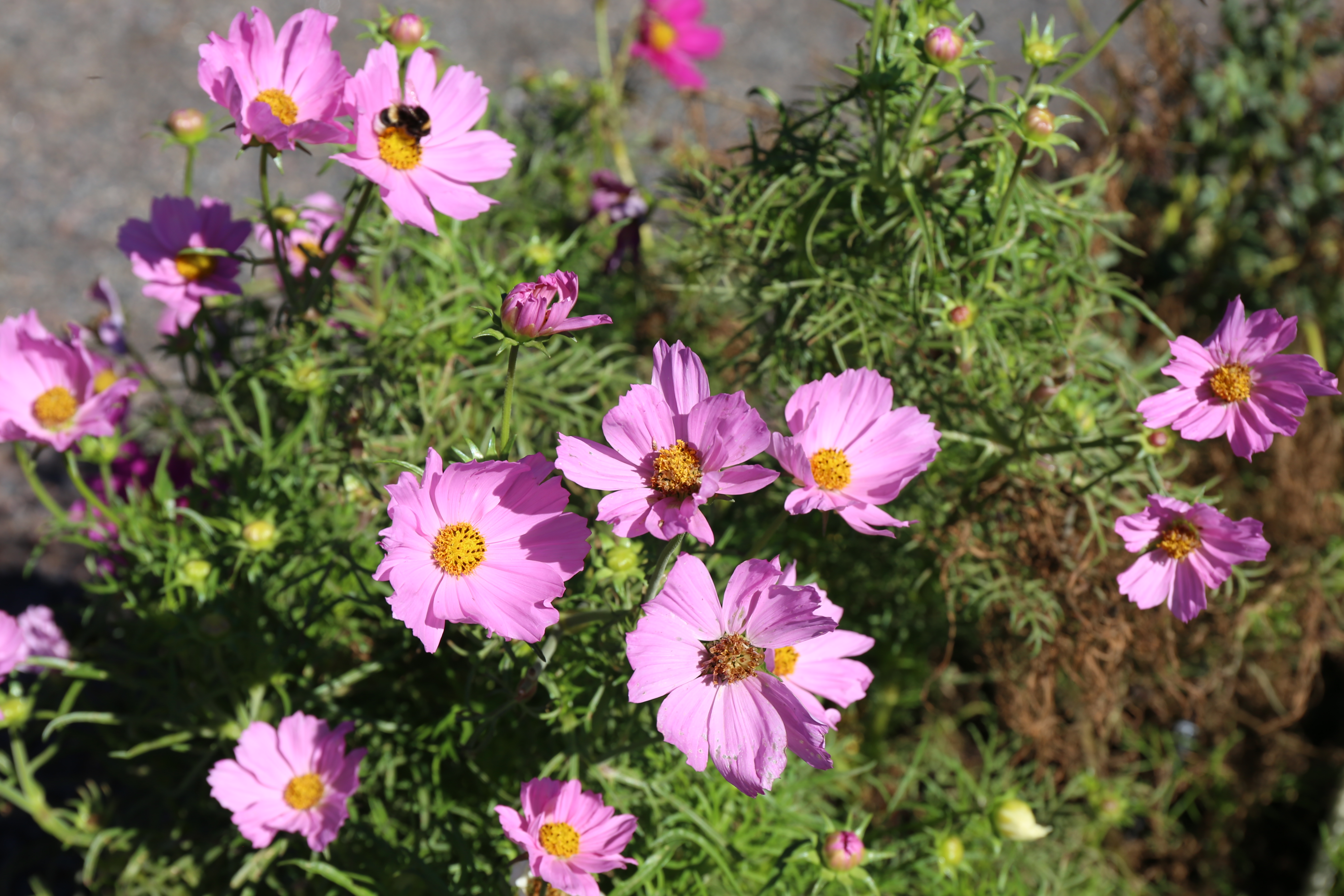 Cosmos rosa