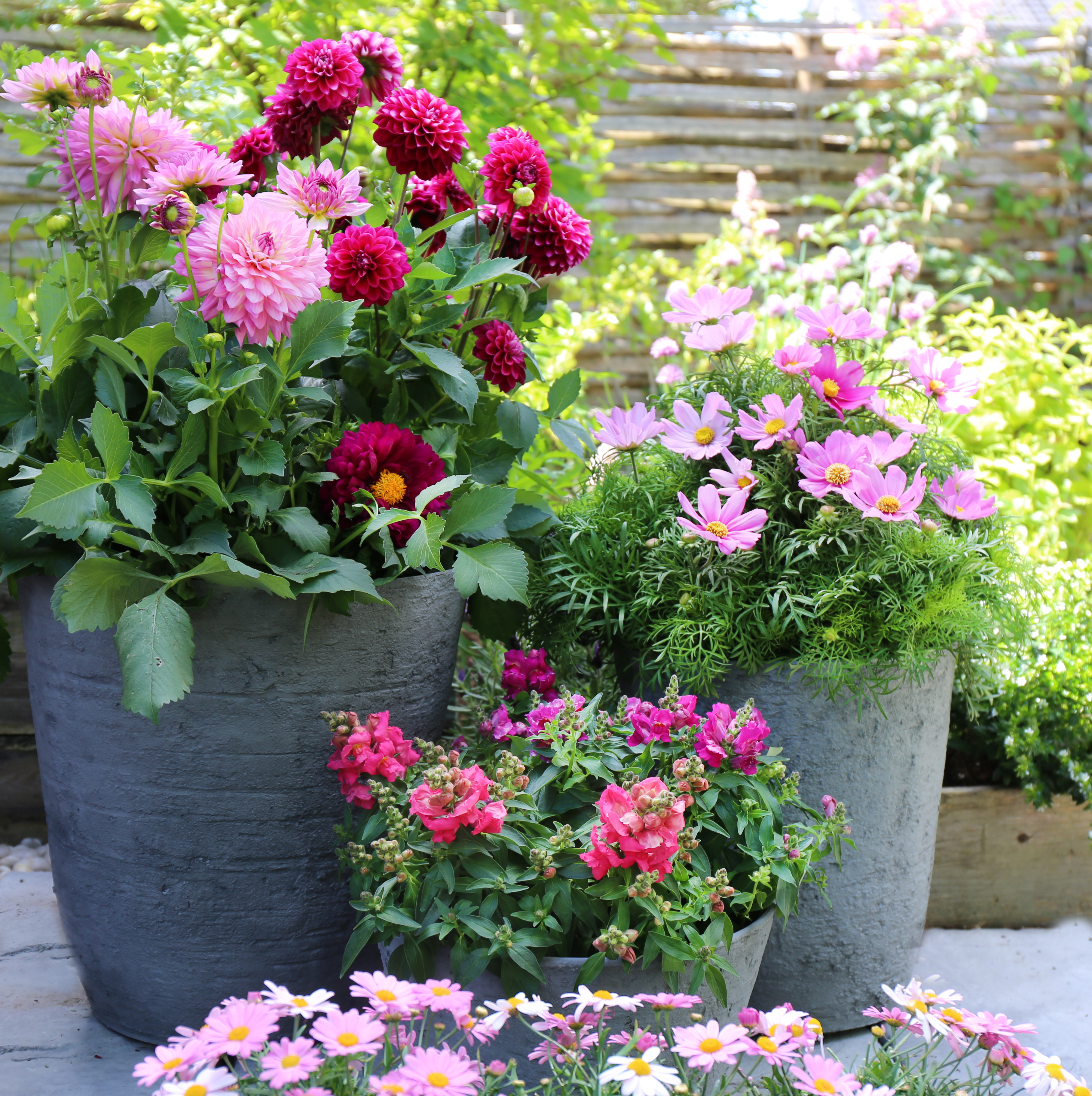 Cosmos, løvemunn, dahlia