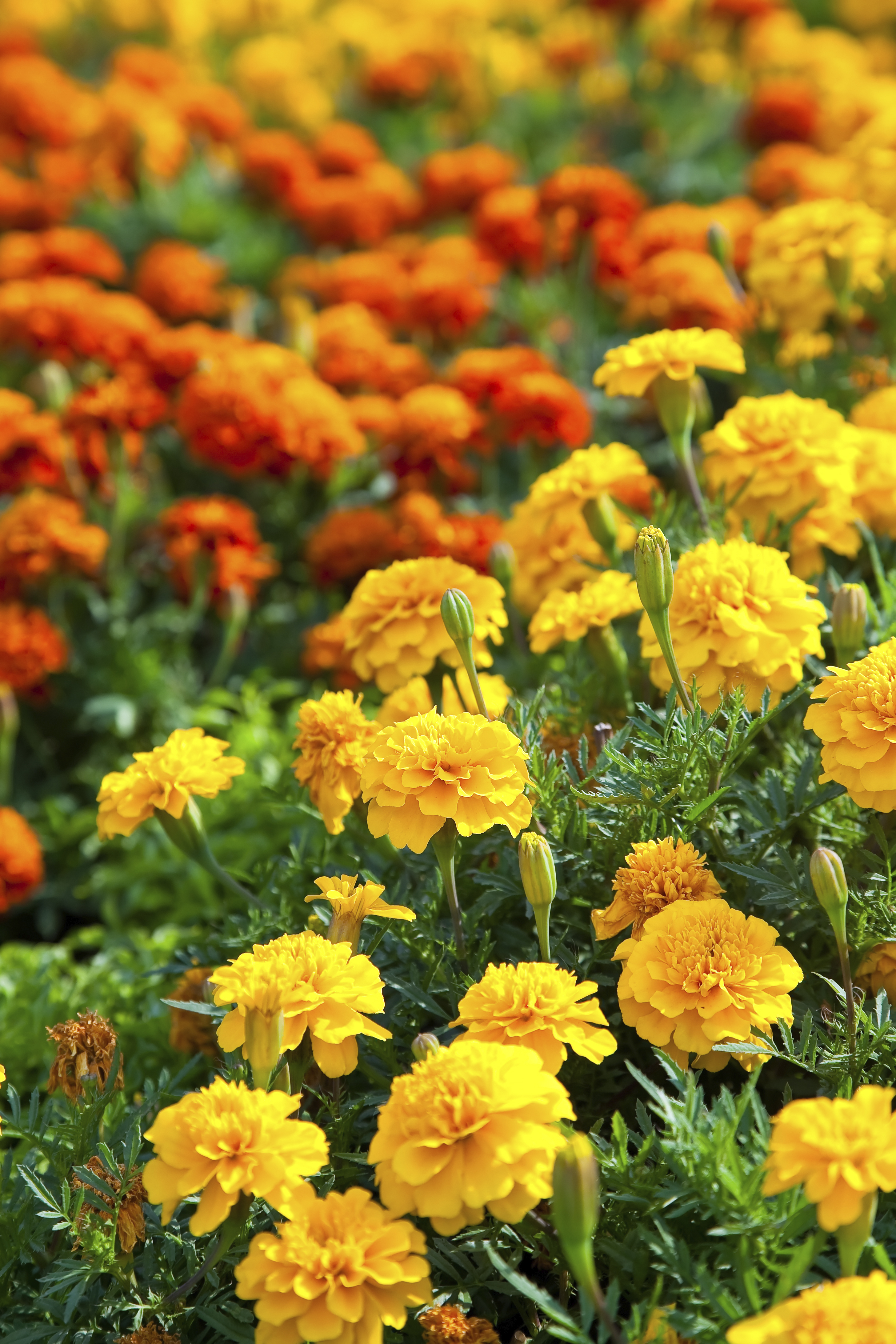 tagetes