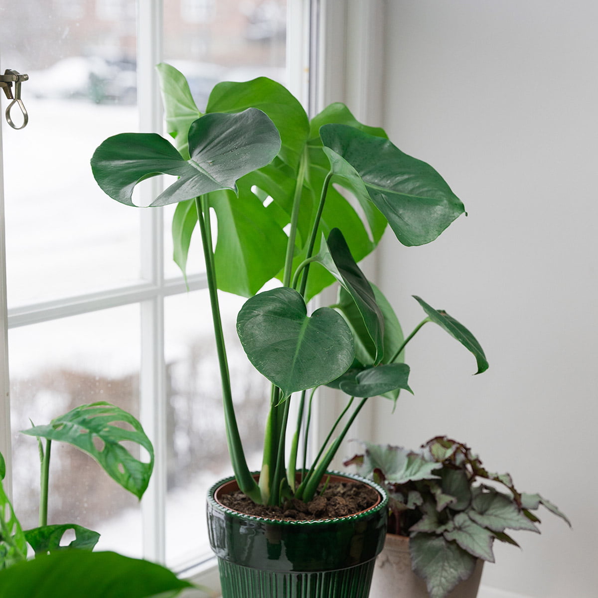 Dette er en lettstelt plante som trives med mye lys, men ikke sterkt solskinn.