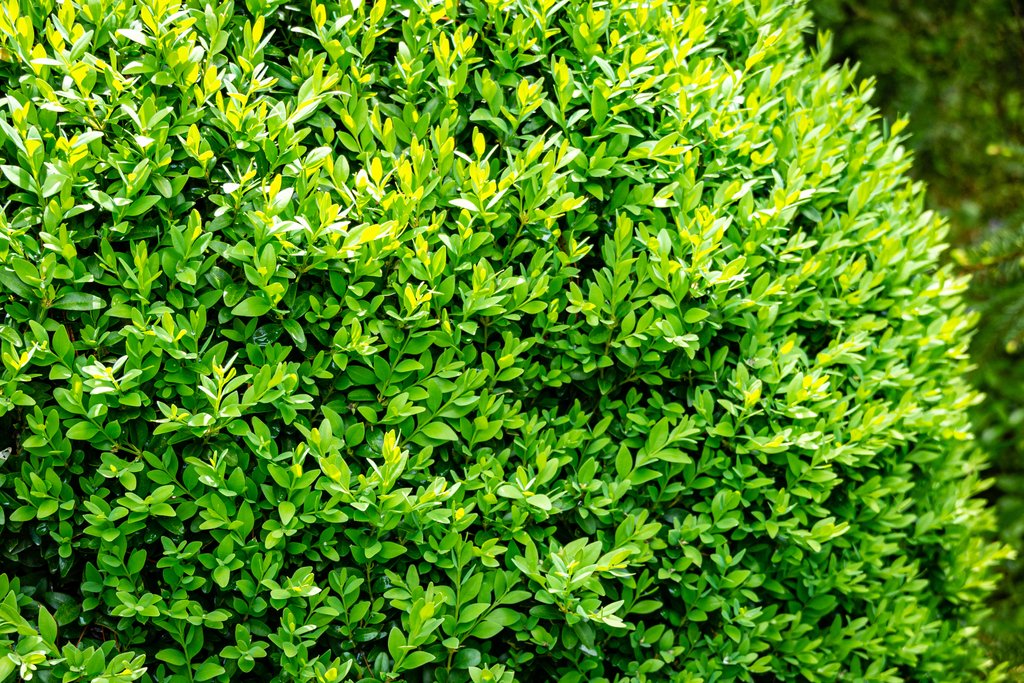 Buksbom Hekk: En Komplett Guide til Planting, Stell og Vedlikehold () Buksbom Hekk: En Komplett Guide til Planting, Stell og Vedlikehold