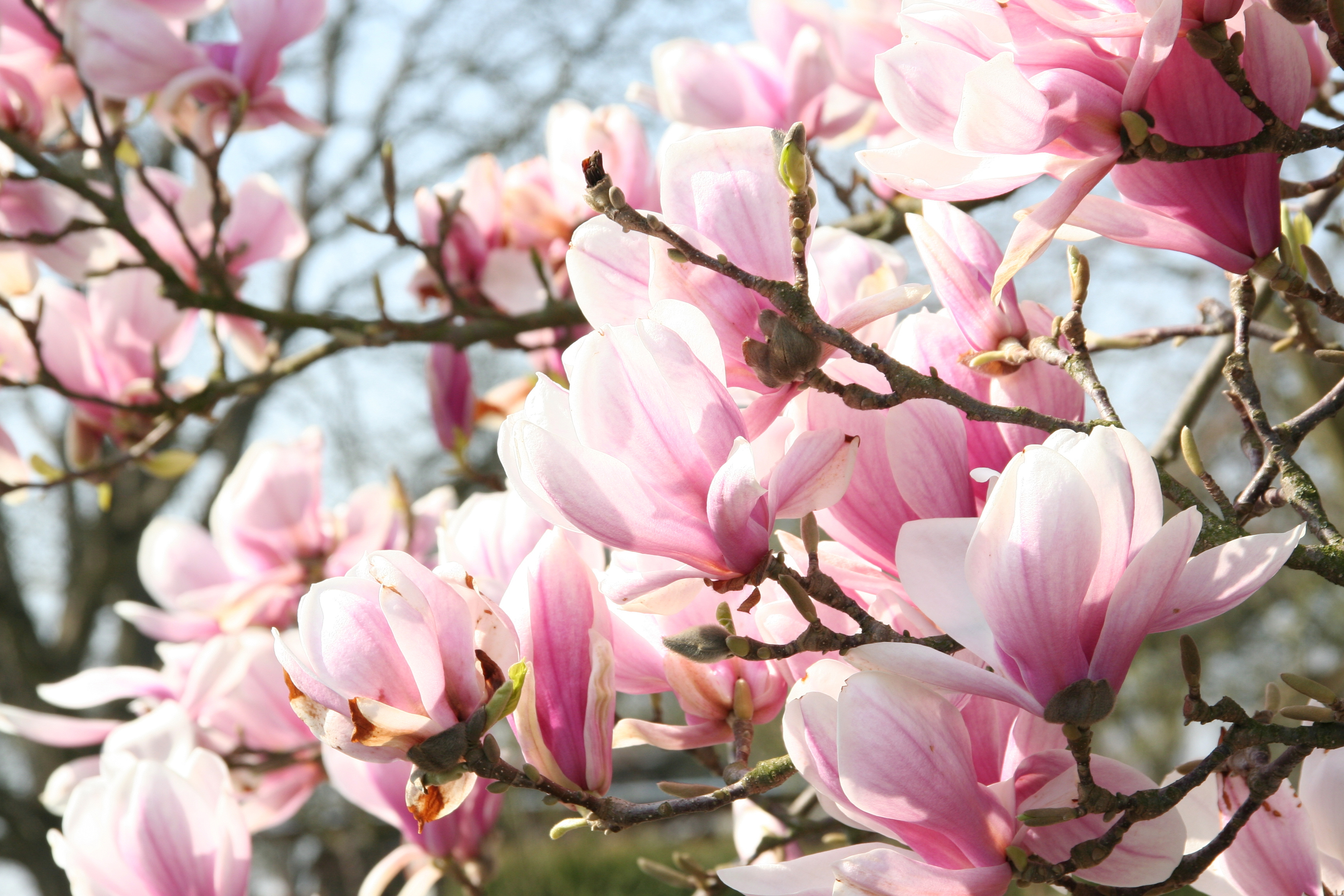 magnolia i full blomst fra Hageland