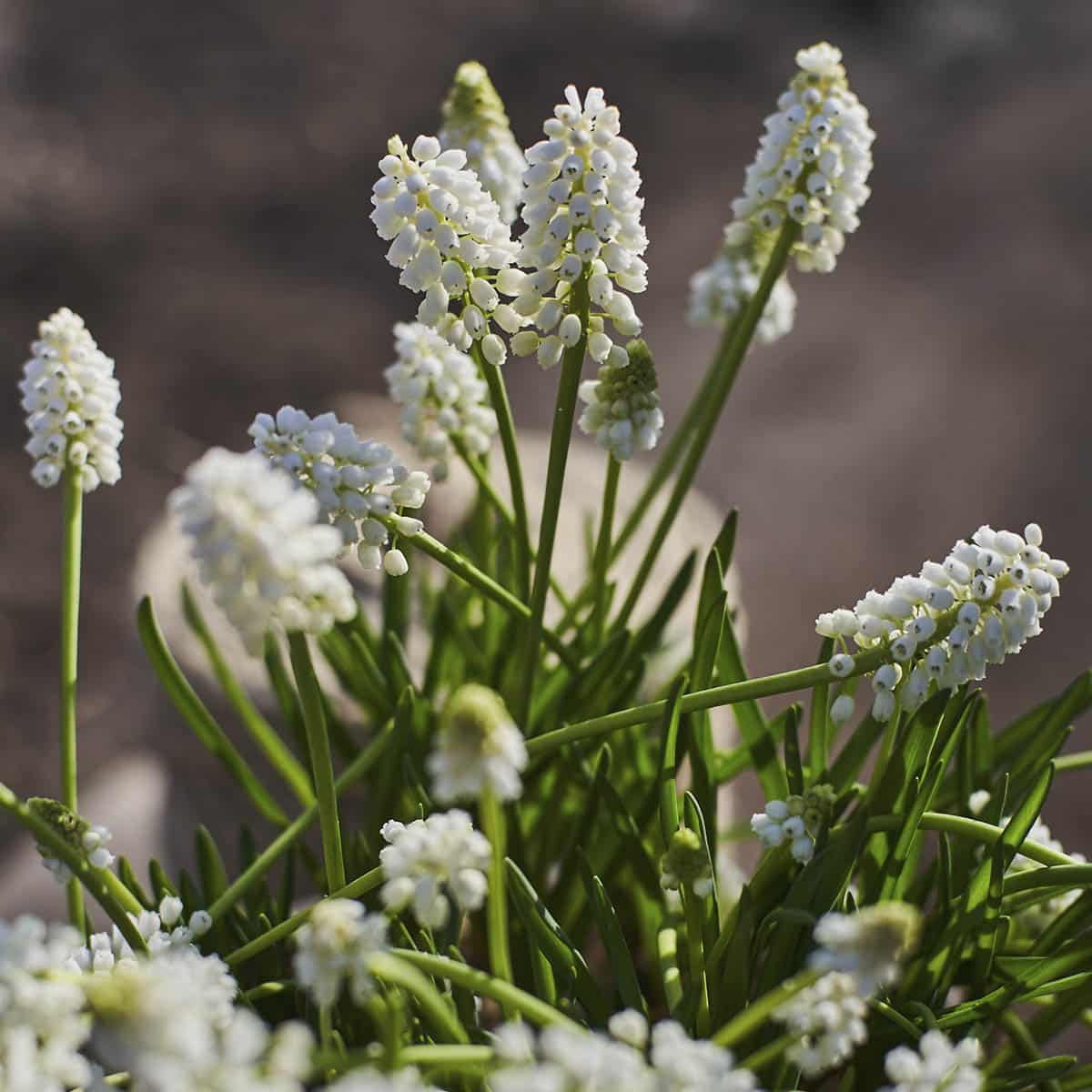 Perleblomst er en løkplante som blomstrer med hvite eller blå blomster på våren.