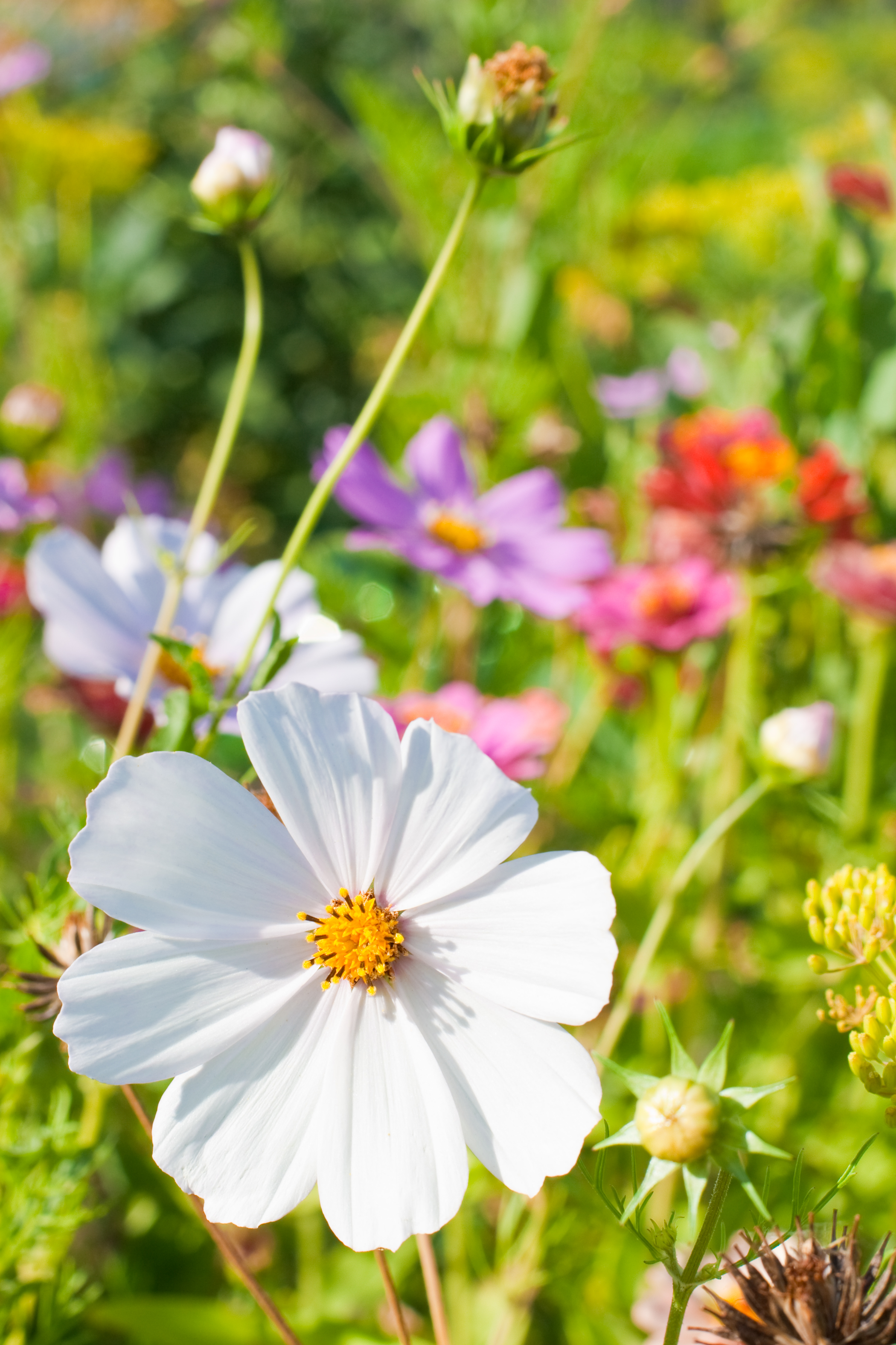 cosmos blomst hvit