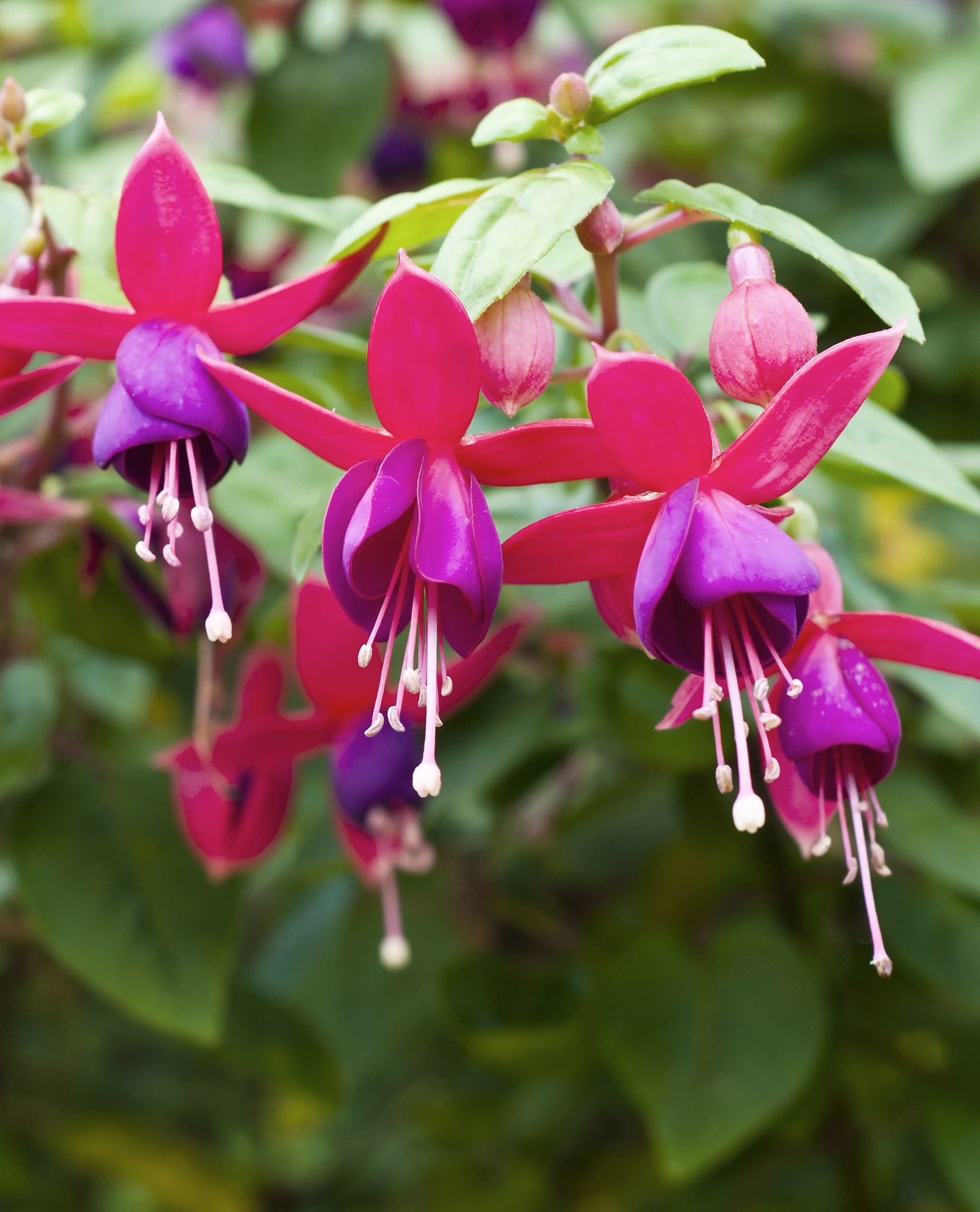 fuksia tåre