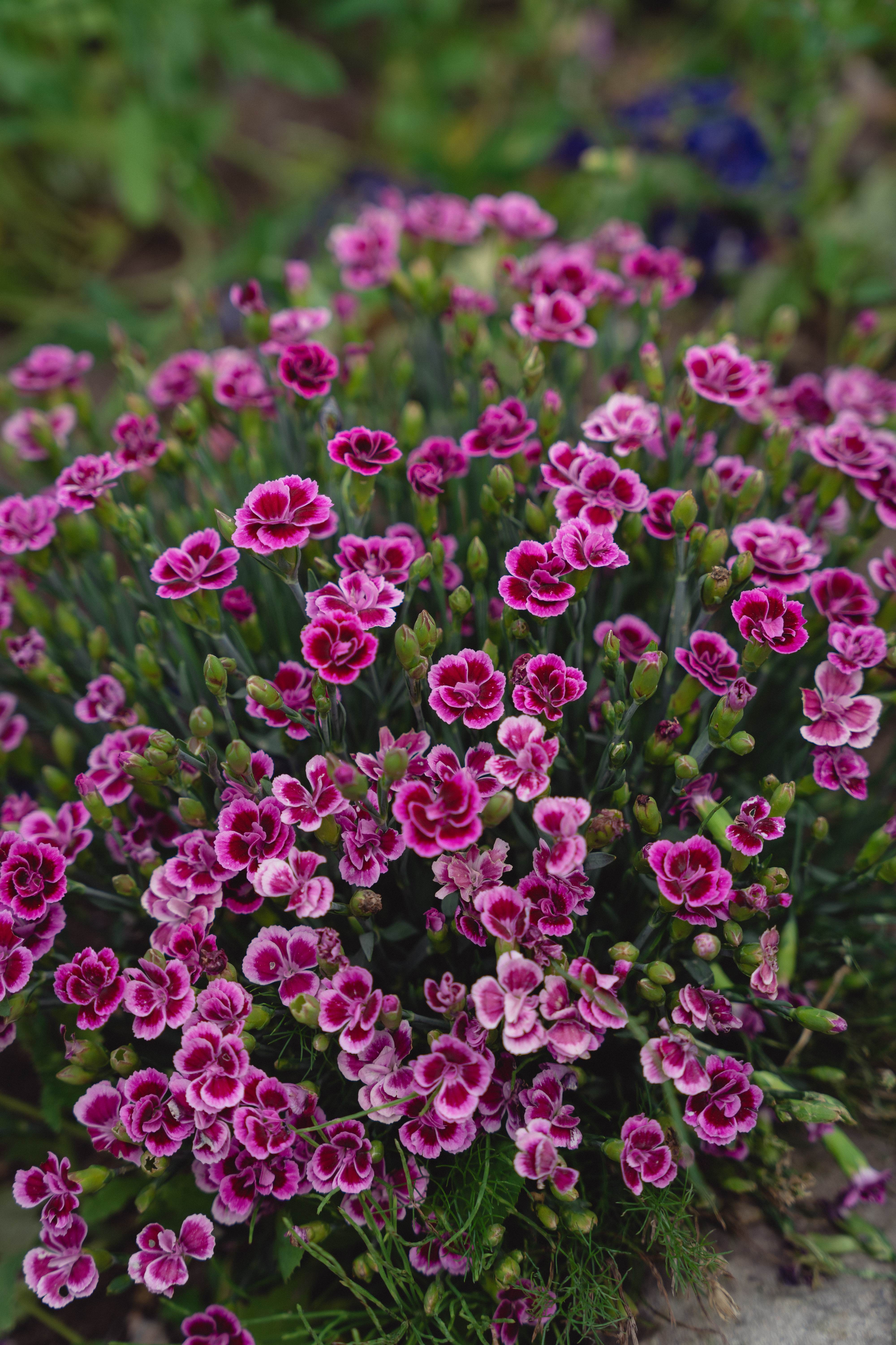 Nellik Pink Kisses
