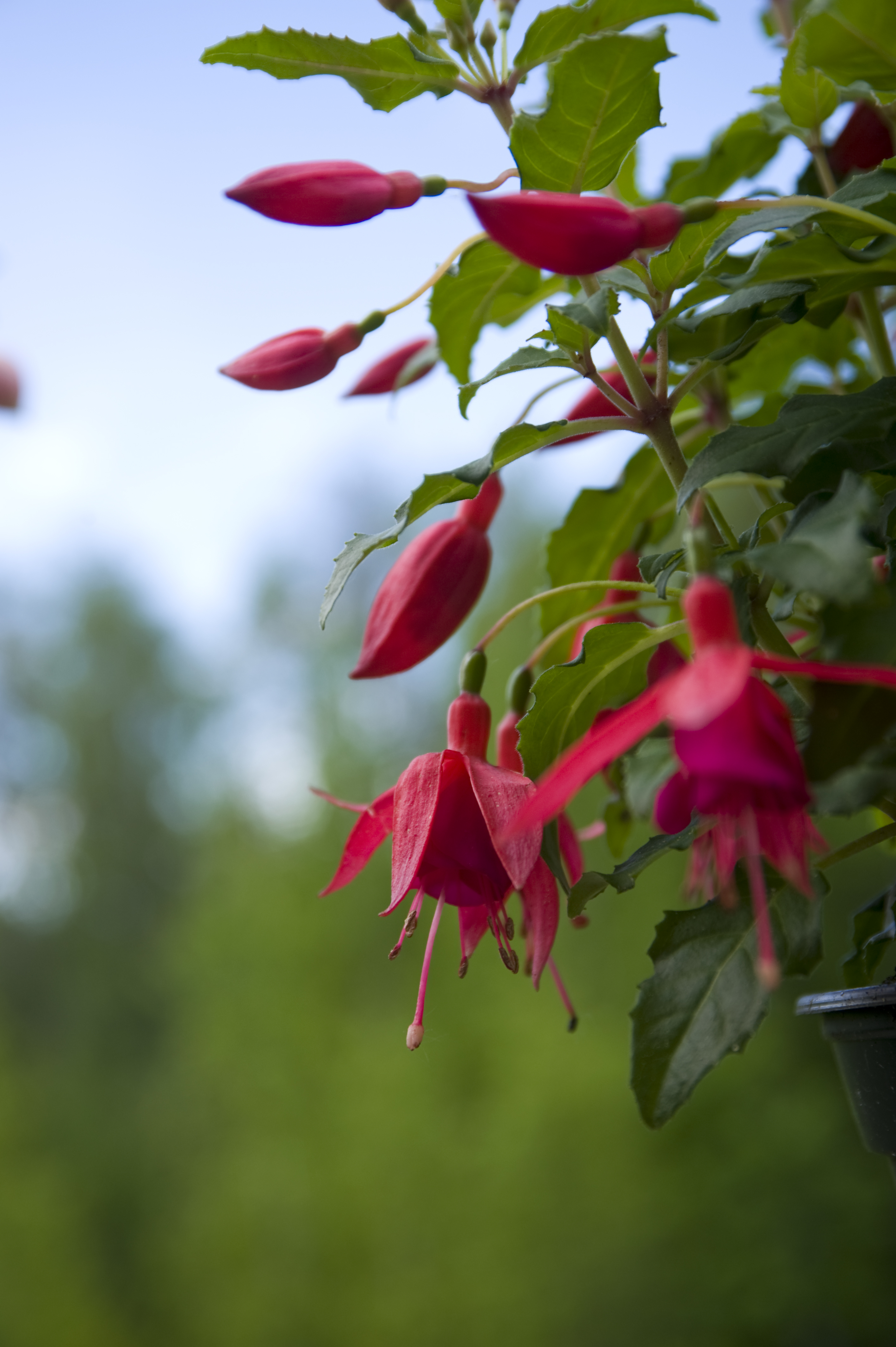 Fuchsia