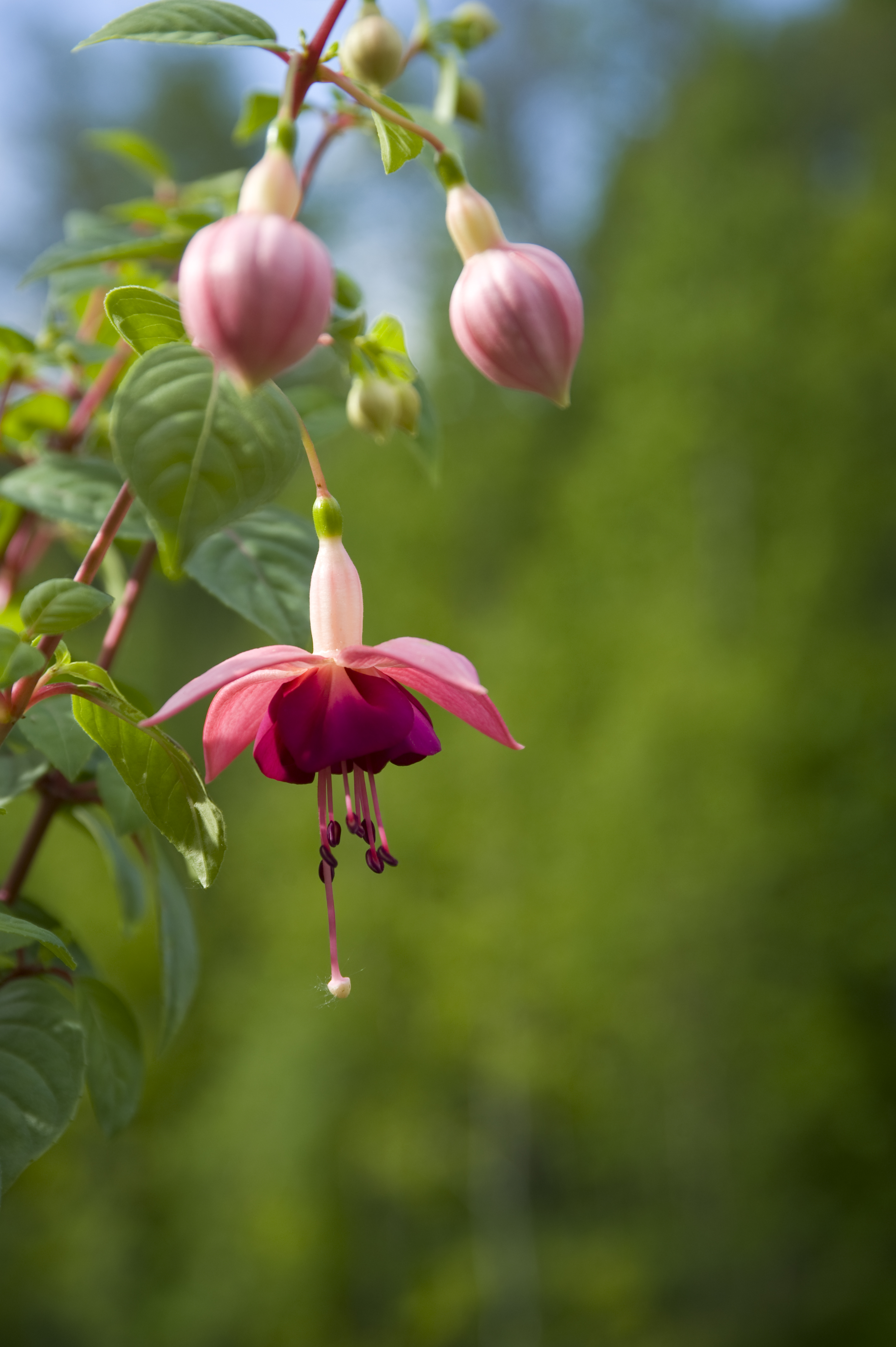 Fuchsia