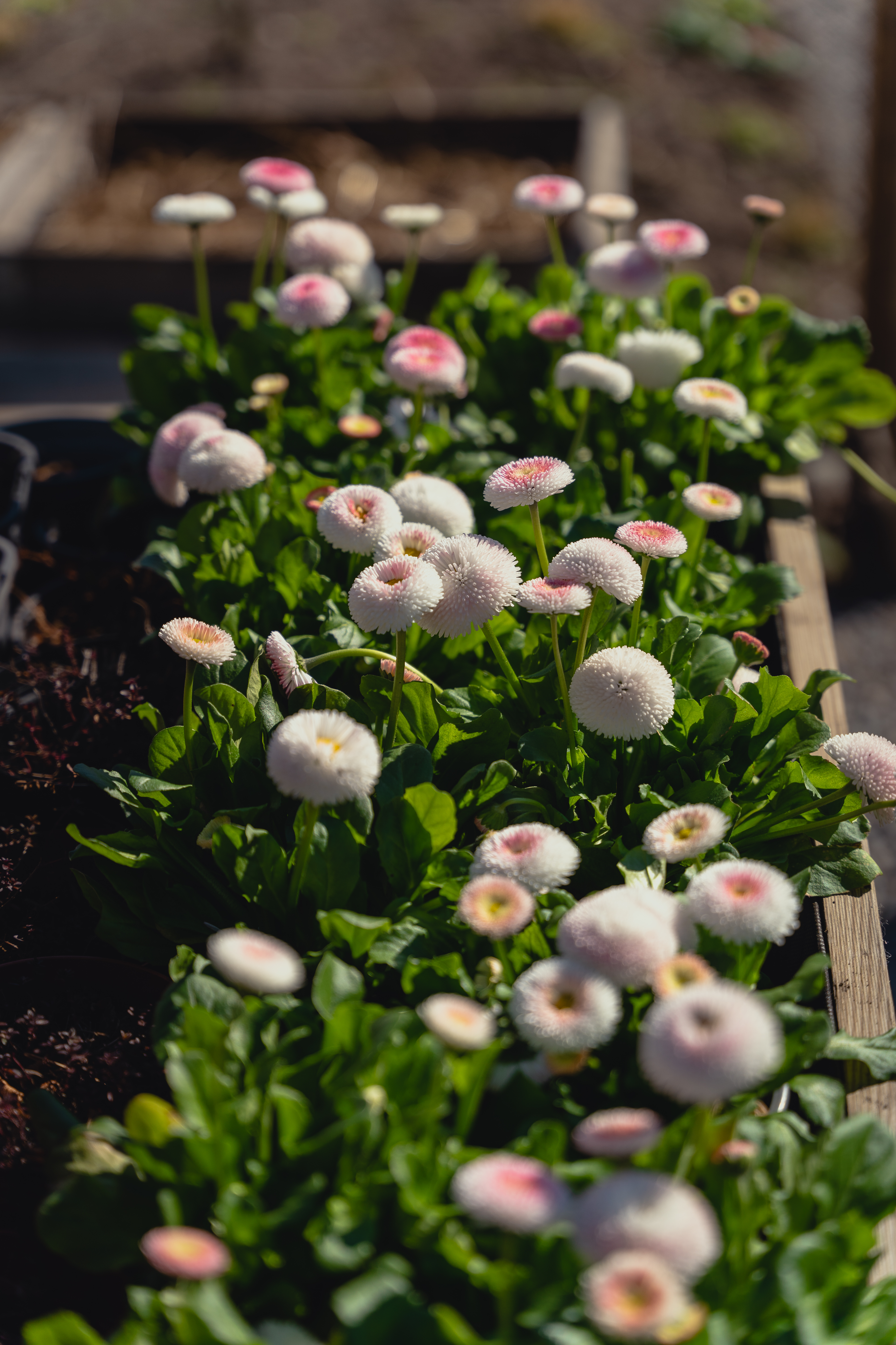 Bellis perennis