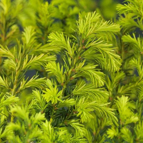 Barlind Plantasjen