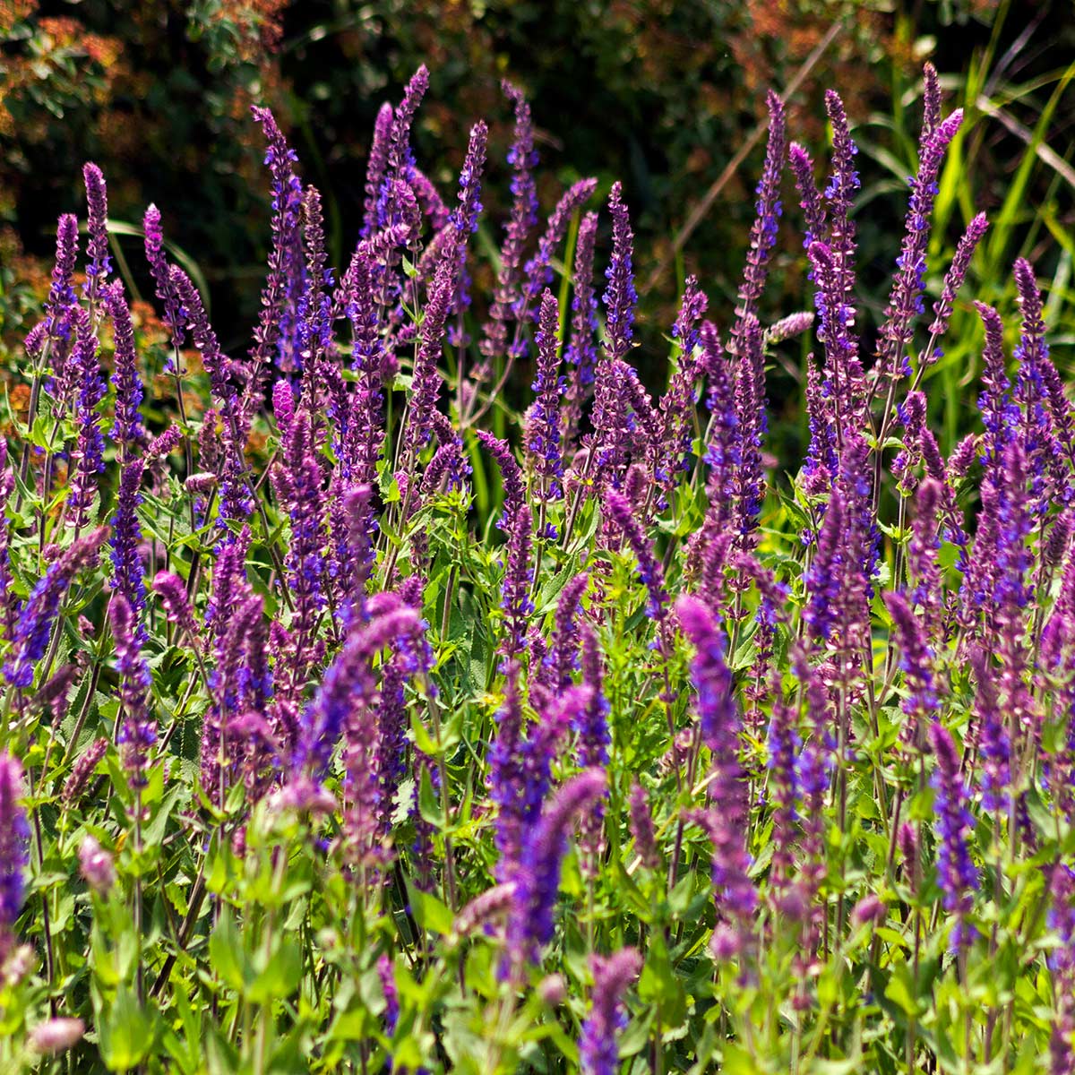 Solfylt eng med mengder av blomstrende salvie