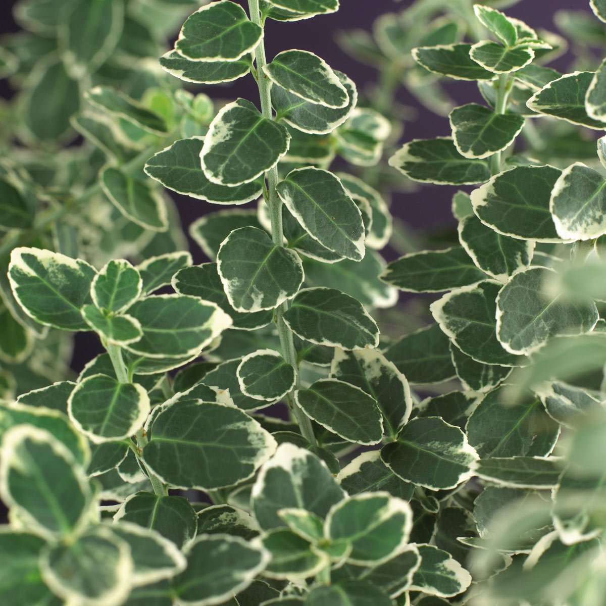 De grønne og hvite bladene til klatrebeinved Emerald Gaiety