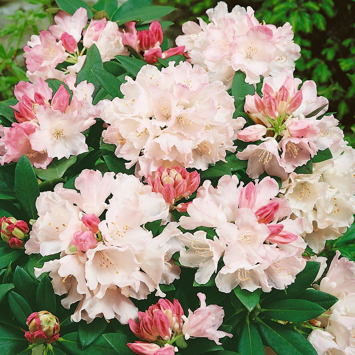 Japansk Rhododendron 'Dreamland'