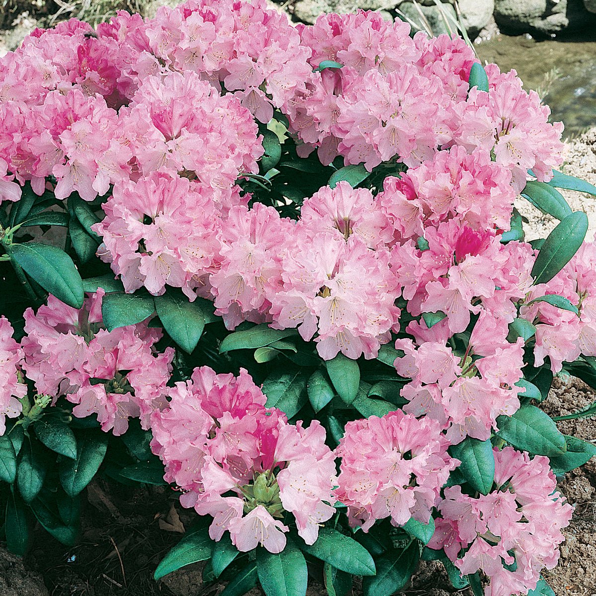 Japansk Rhododendron 'Kalinka'