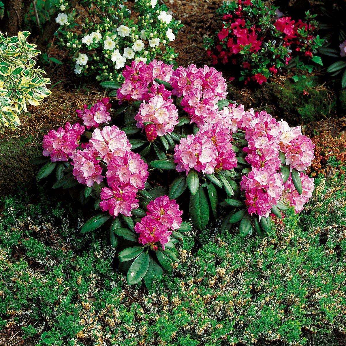 Japansk Rhododendron 'Polaris'
