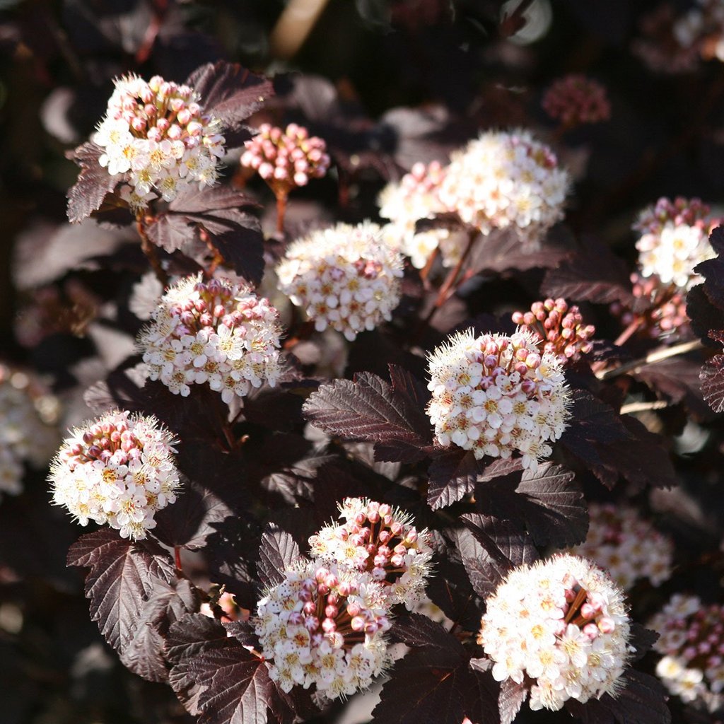 bl-respirea-diabolo-4-5-l-potte
