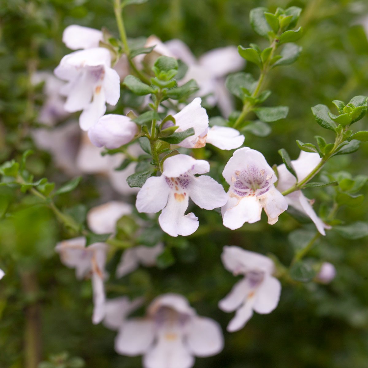 Lyslilla blomster på peppermyntebusk Gimle