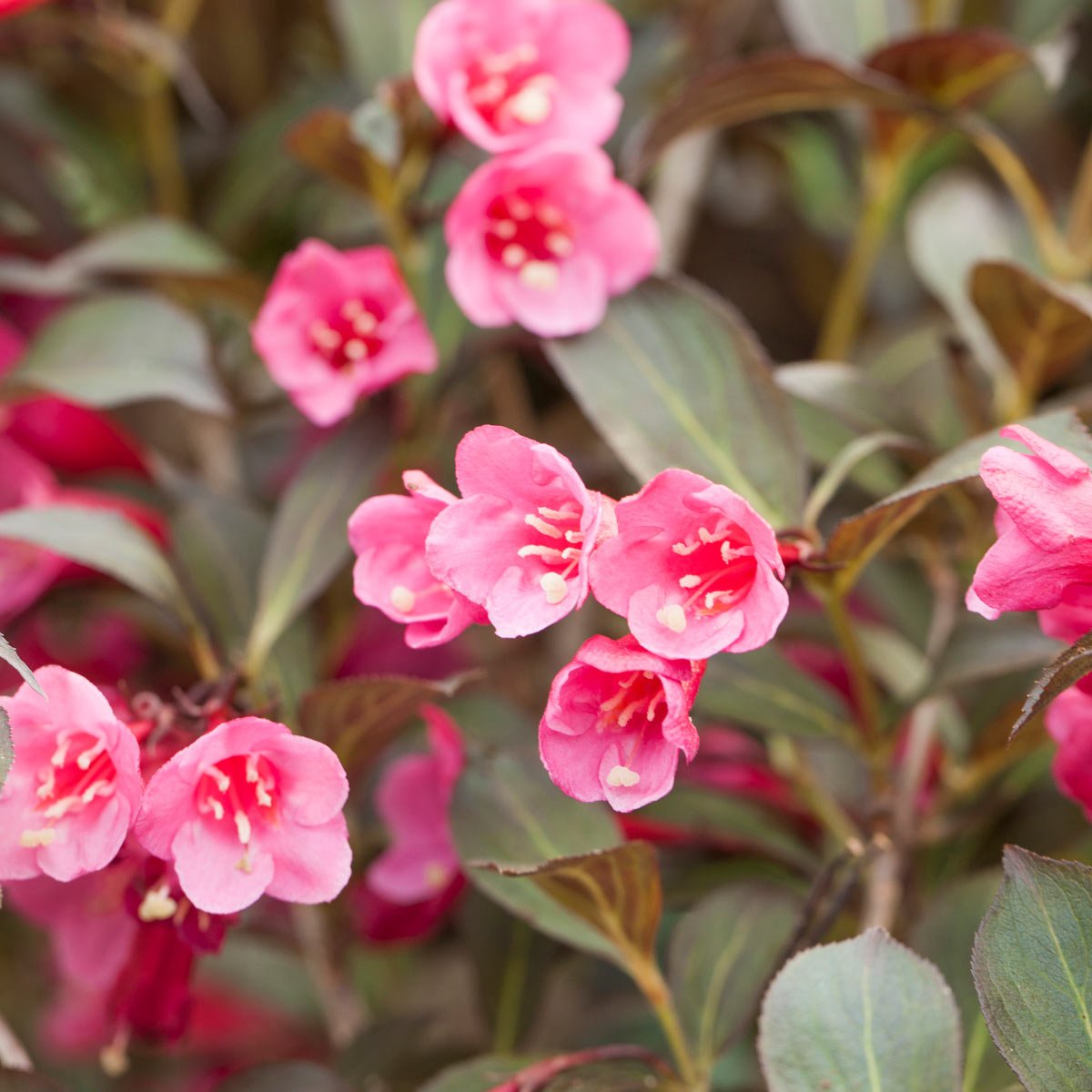 Nærbilde av rosa roseklokkebuskblomster