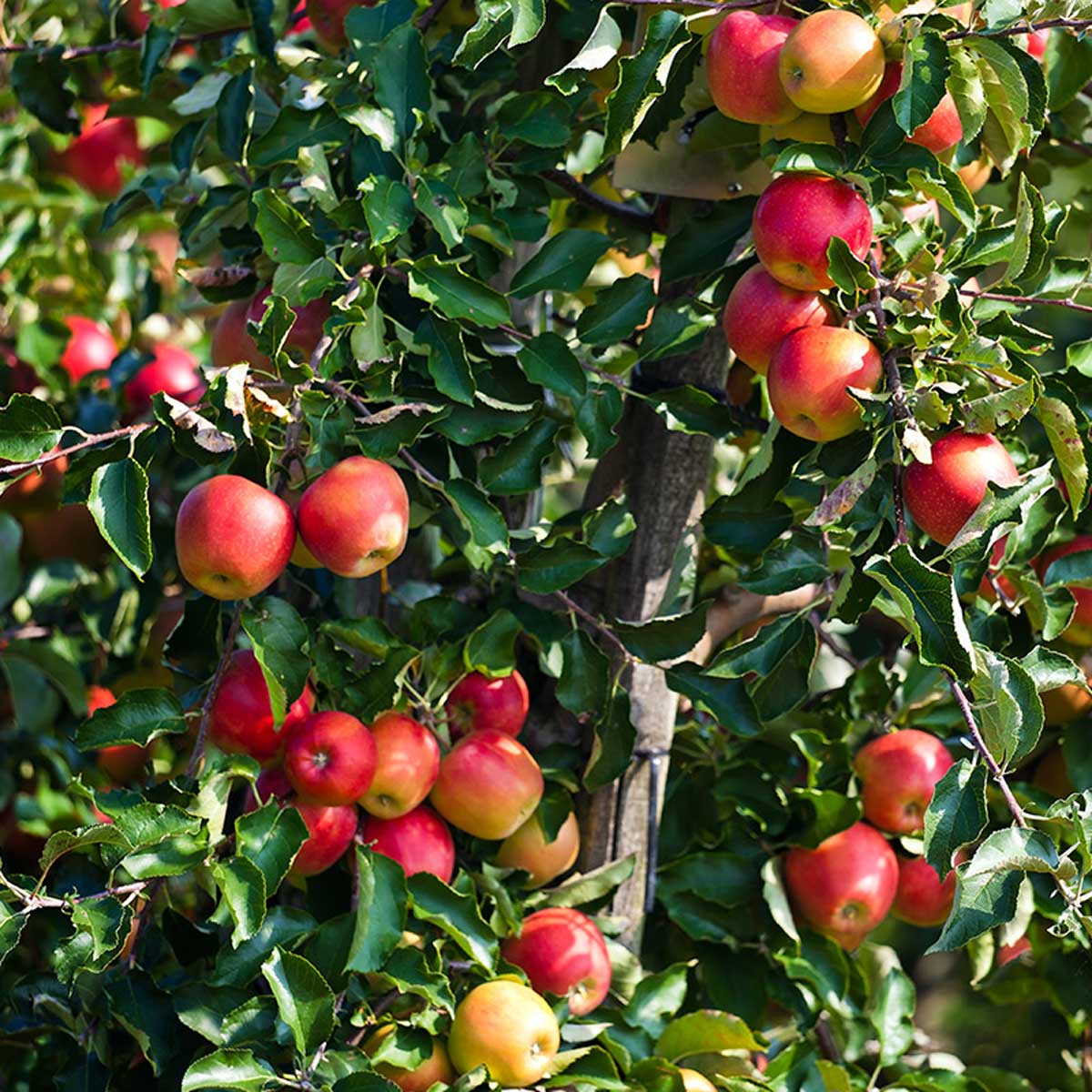 Summerred-epler på epletre, klare til høsting