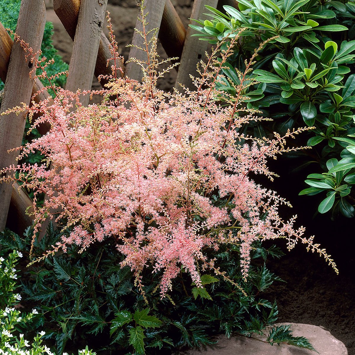 Astilbe Sprite 1 Liter Potte Hageland