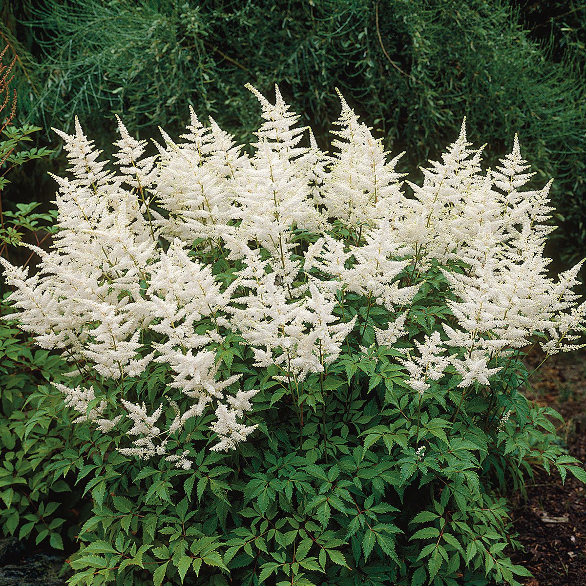 Spir Washington, med store mengder hvite blomstertopper