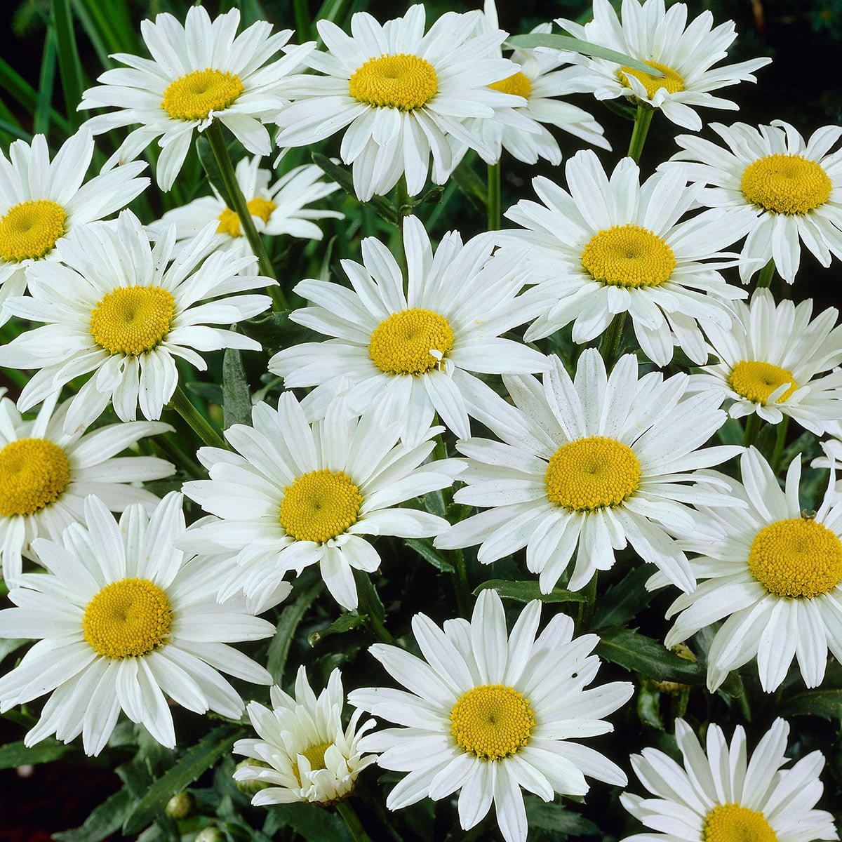 Kjempekrage Snowcap