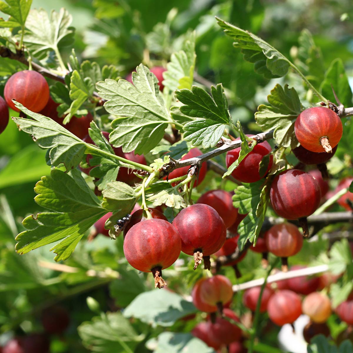 Nærbilde av røde Hinnomaki stikkelsbær