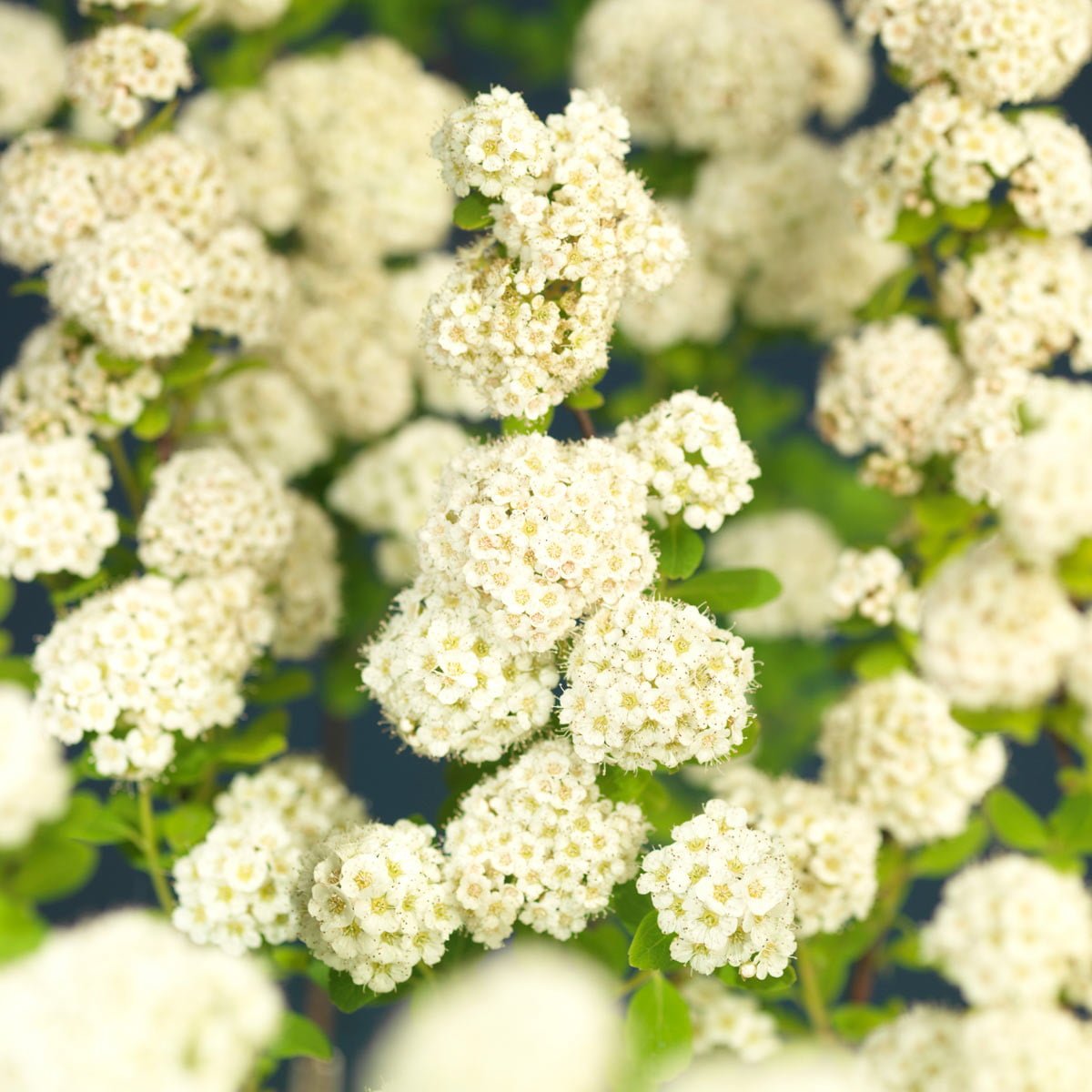 Mengder av blomsterklaser på bjørkebladspirea Tor