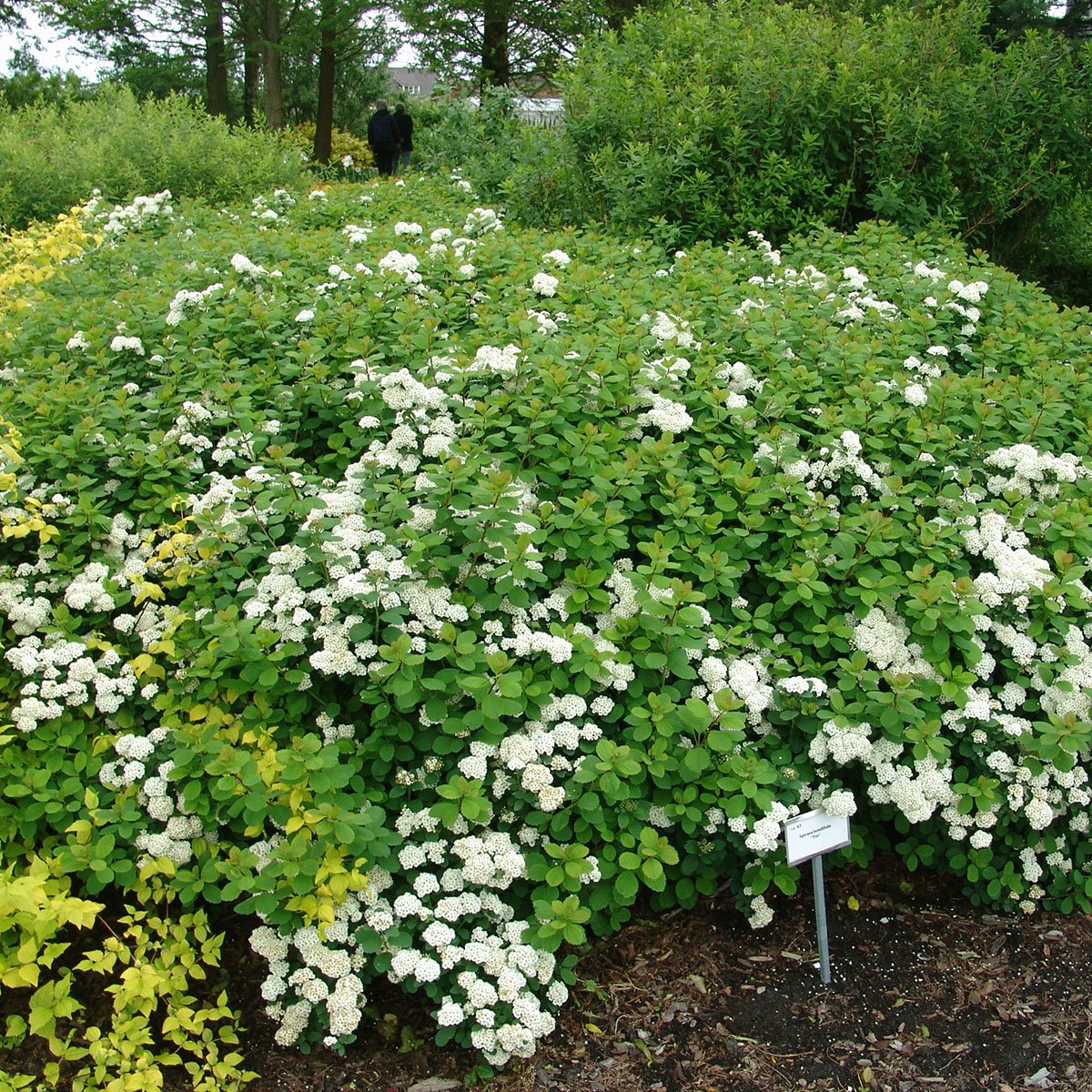 Bjørkebladspirea 'Tor'