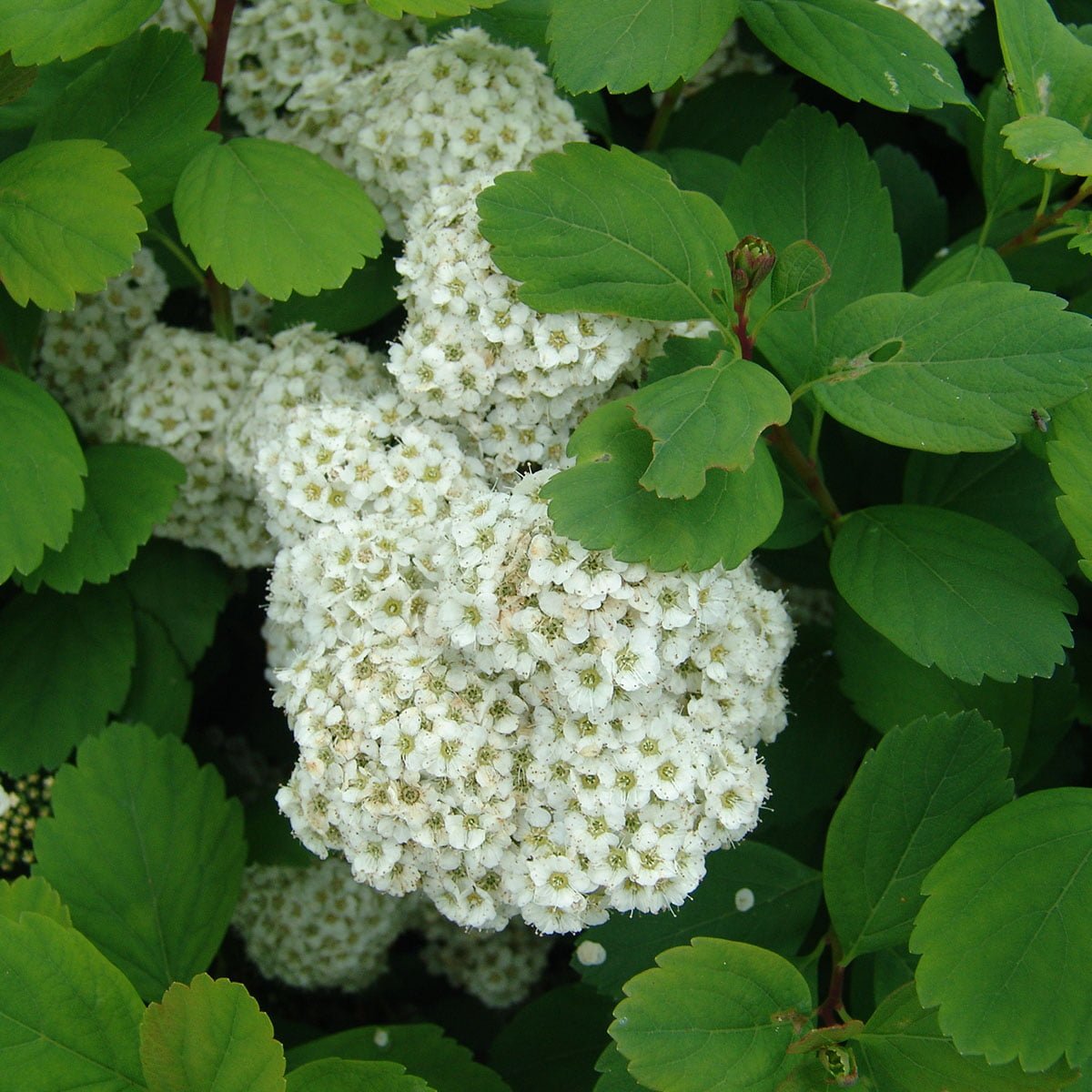 Bjørkebladspirea Thor