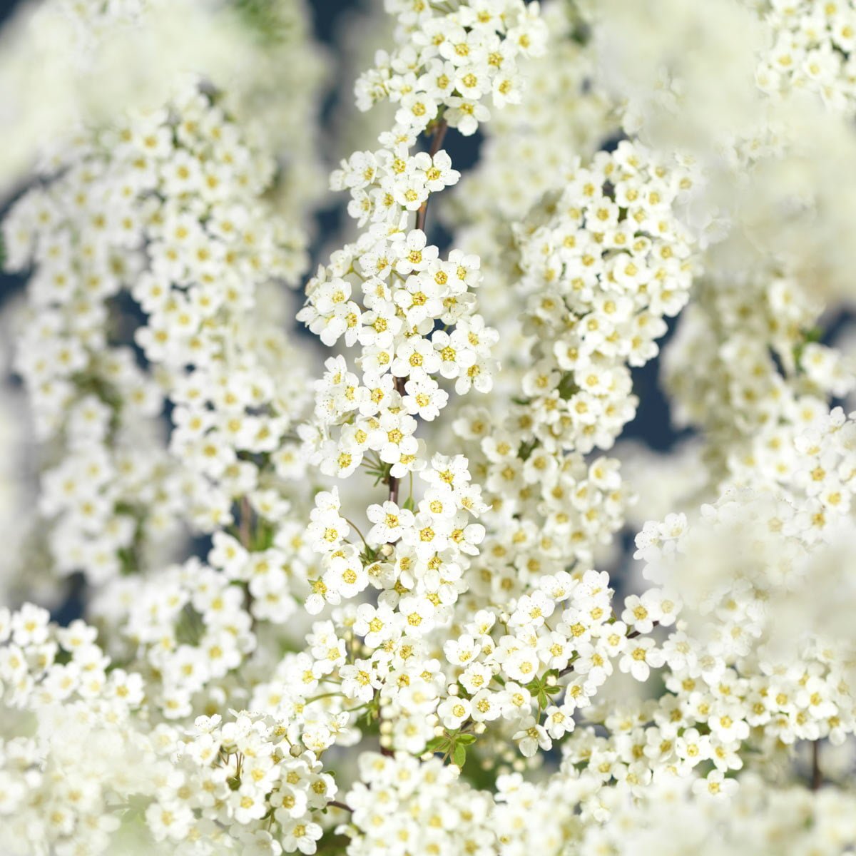 Hundrevis av hvite blomster på Grefsheim brudespirea-busk