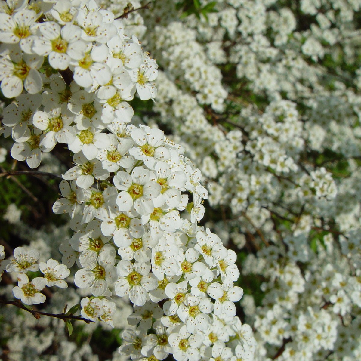 hundrevis av hvite brudespirea grefsheim-blomster på grener