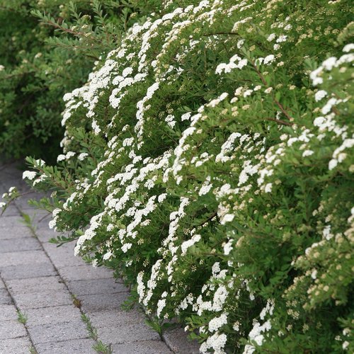 Brudespirea
