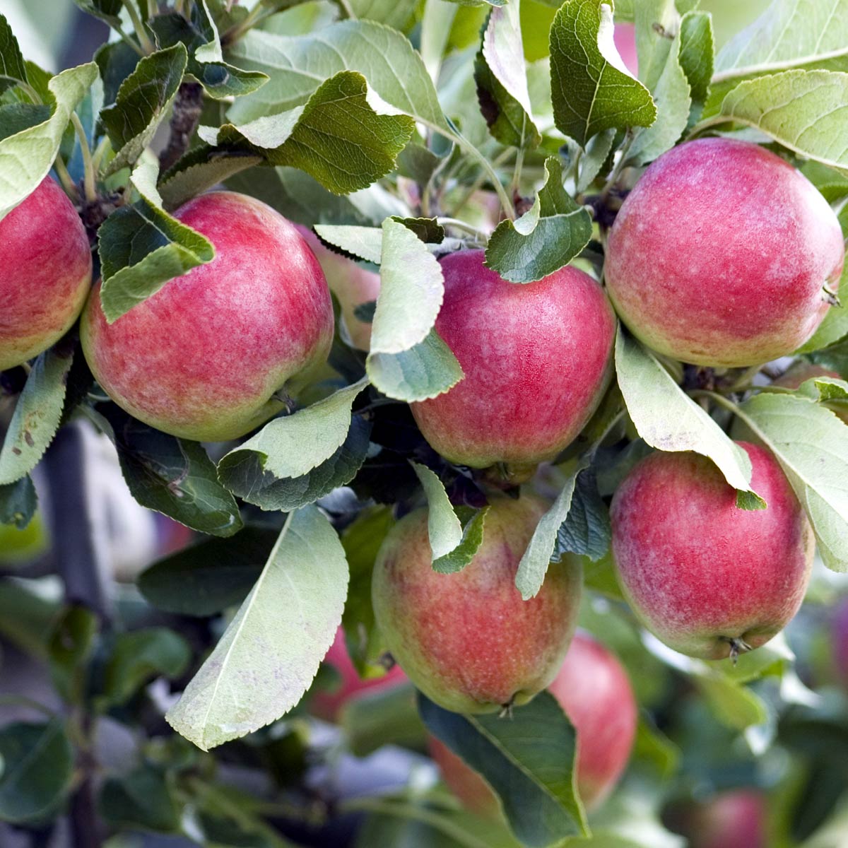 Røde og grønne aroma-epler på gren