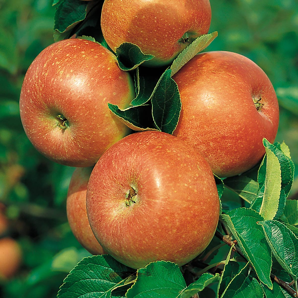 Nærbilde av modne røde epler av sorten Aroma i sollys