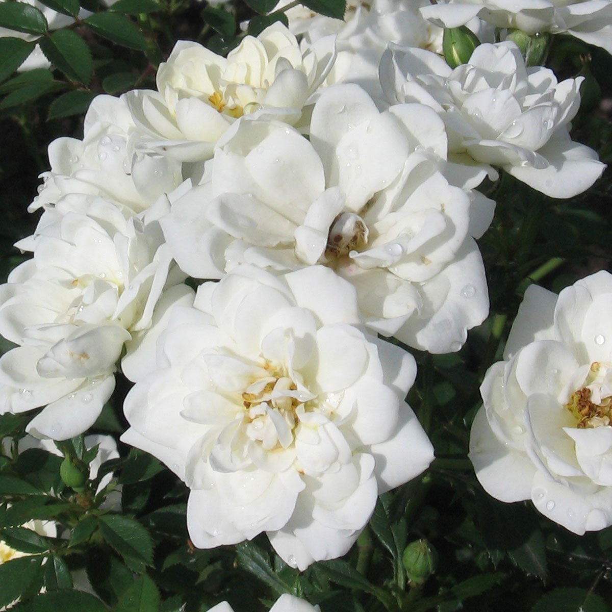 bunndekkende rose hvit White Cover