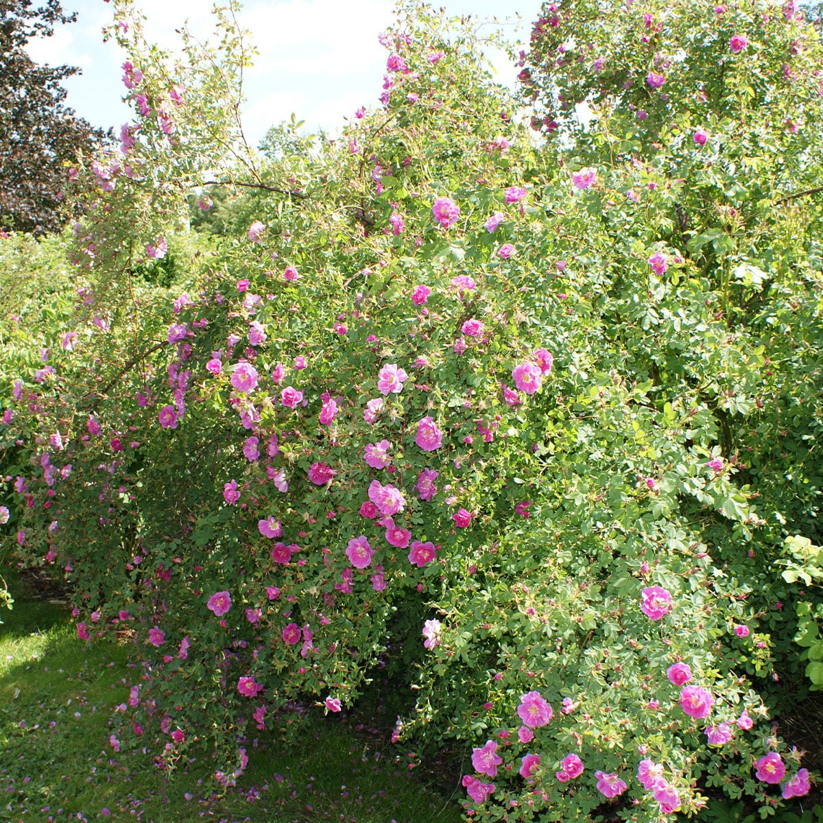 busk med rosa Hurdalsroser