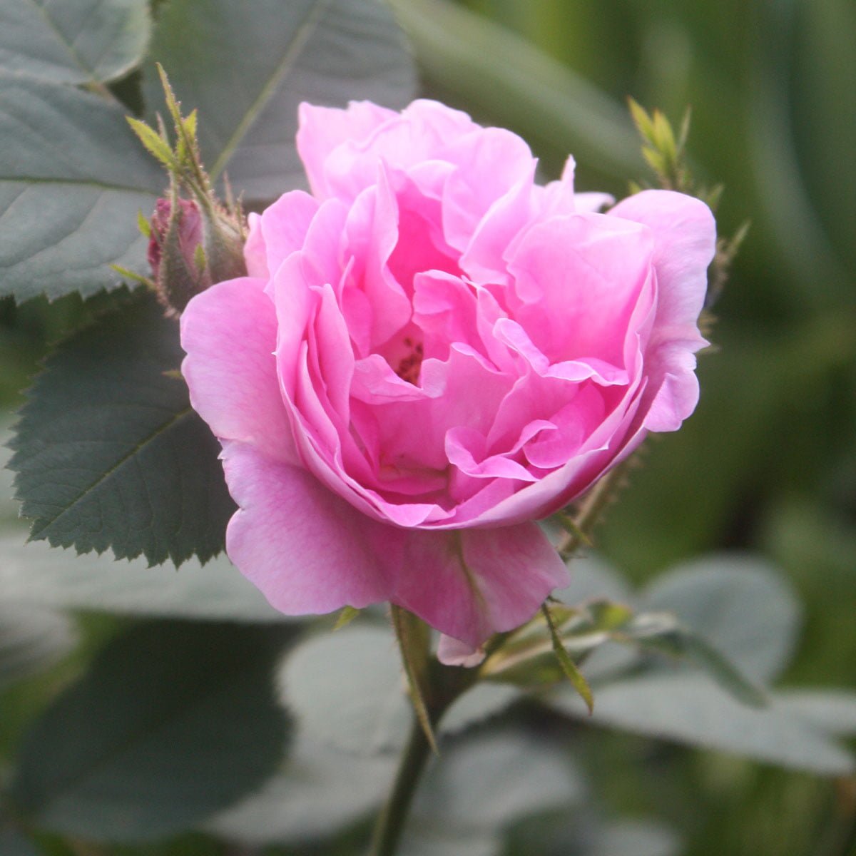 rosa Hurdalsrose