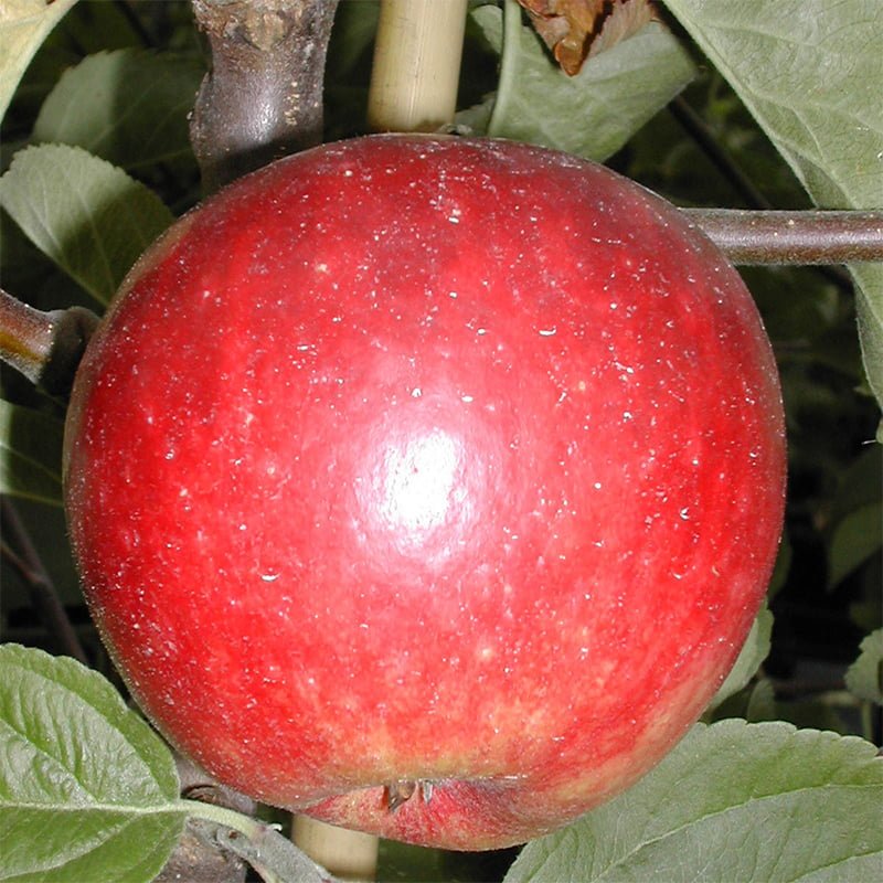 Eple 'Kronprins'