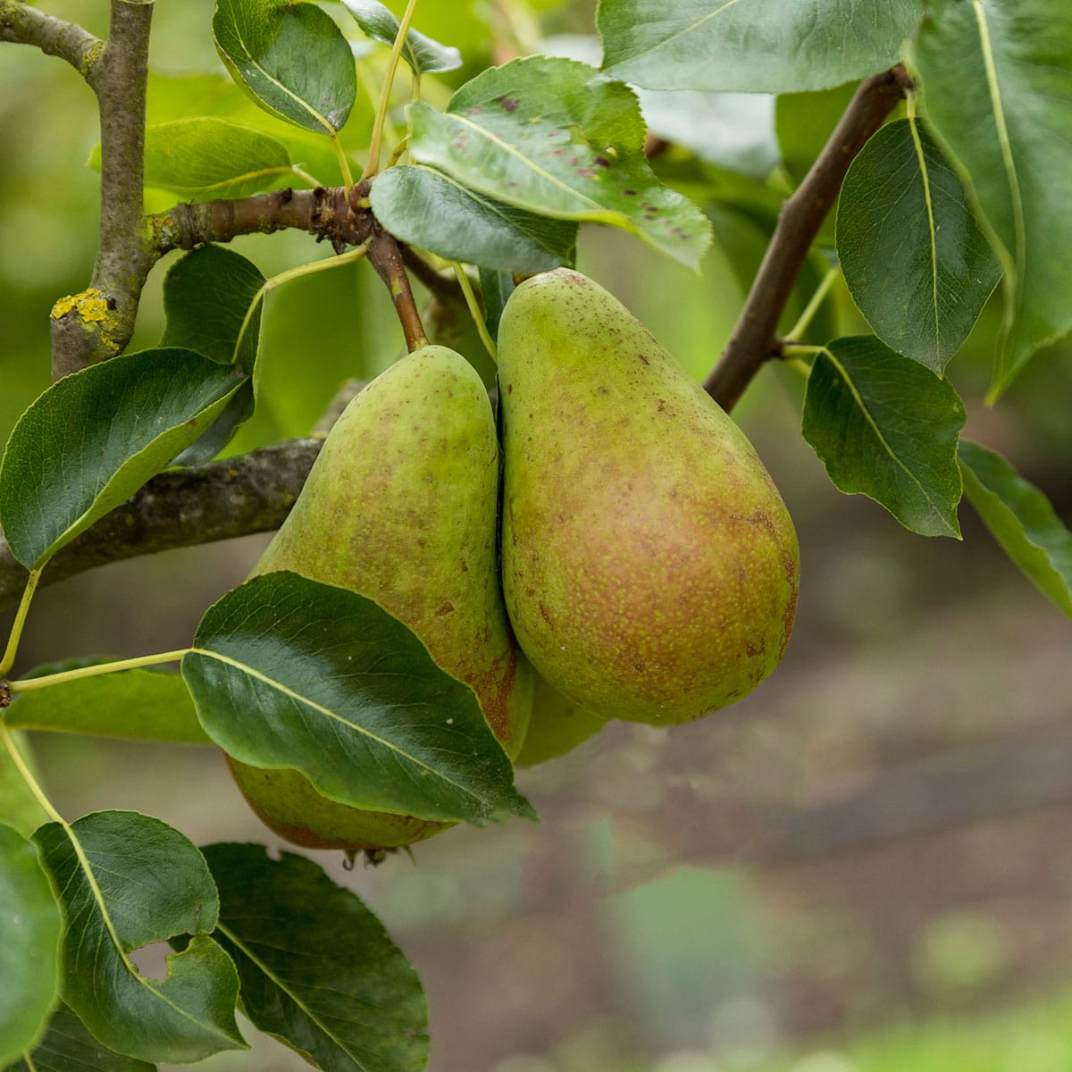 Pære 'Ingeborg' er en riktbærende pæresort med store, gulgrønne pærer i slutten av september.