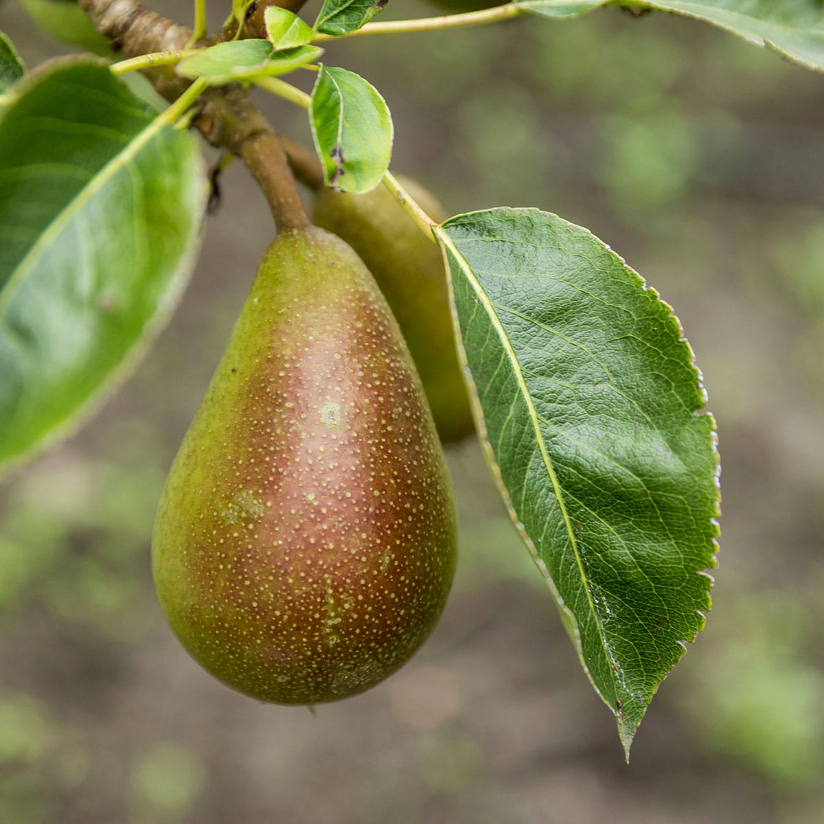 'Fritjof' er en saftig og velsmakende pære som er utviklet i Norge. Frukten er avlang og blir rød på solsiden av skallet.