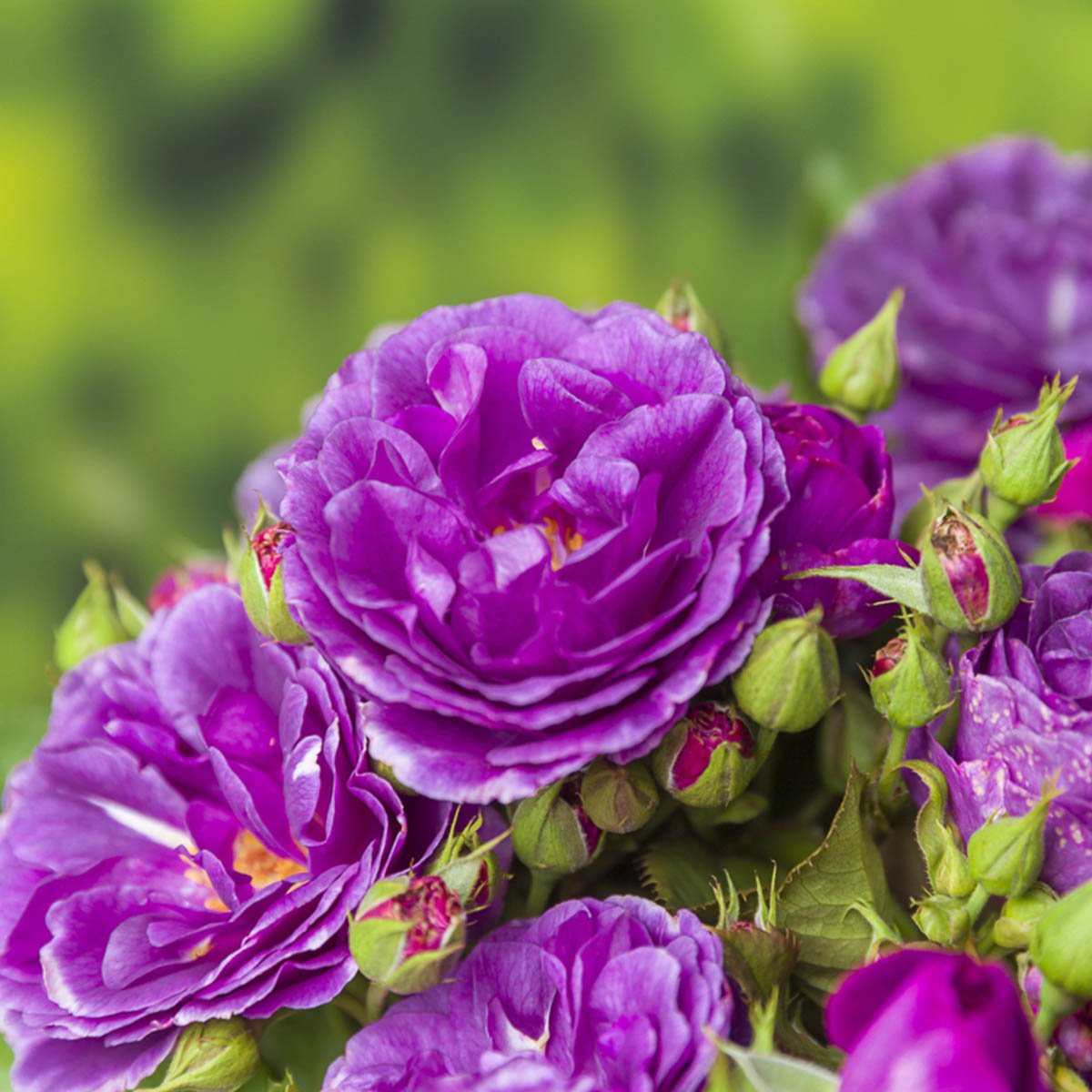 'Minerva' er en mørk lilla til lilla klaserose som blomstrer fra juni til september.