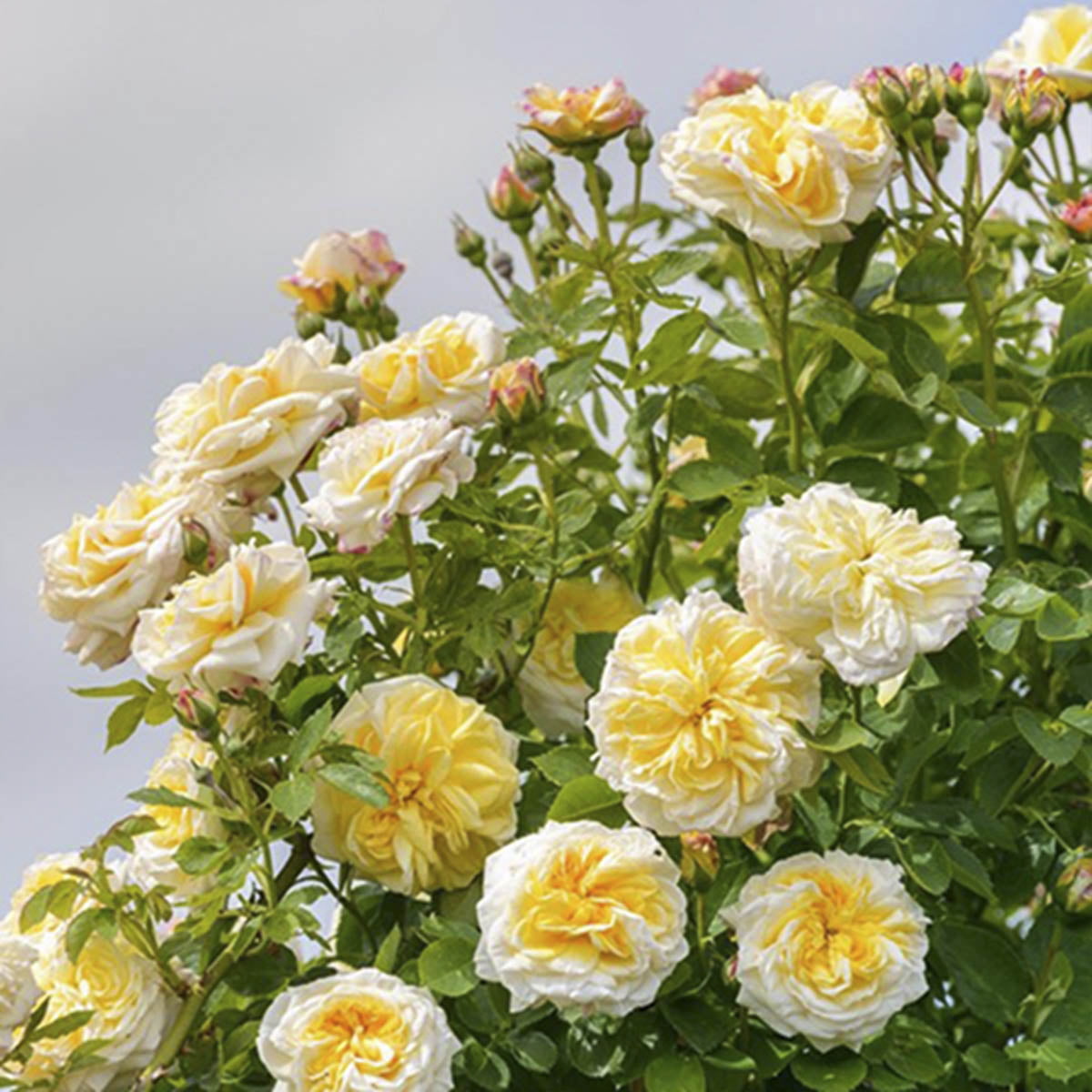 Blomstrer med aprikosoransje til rosa blomster med sterk duft. Tett og fyldig rose som kan bli ca 2 meter høy.