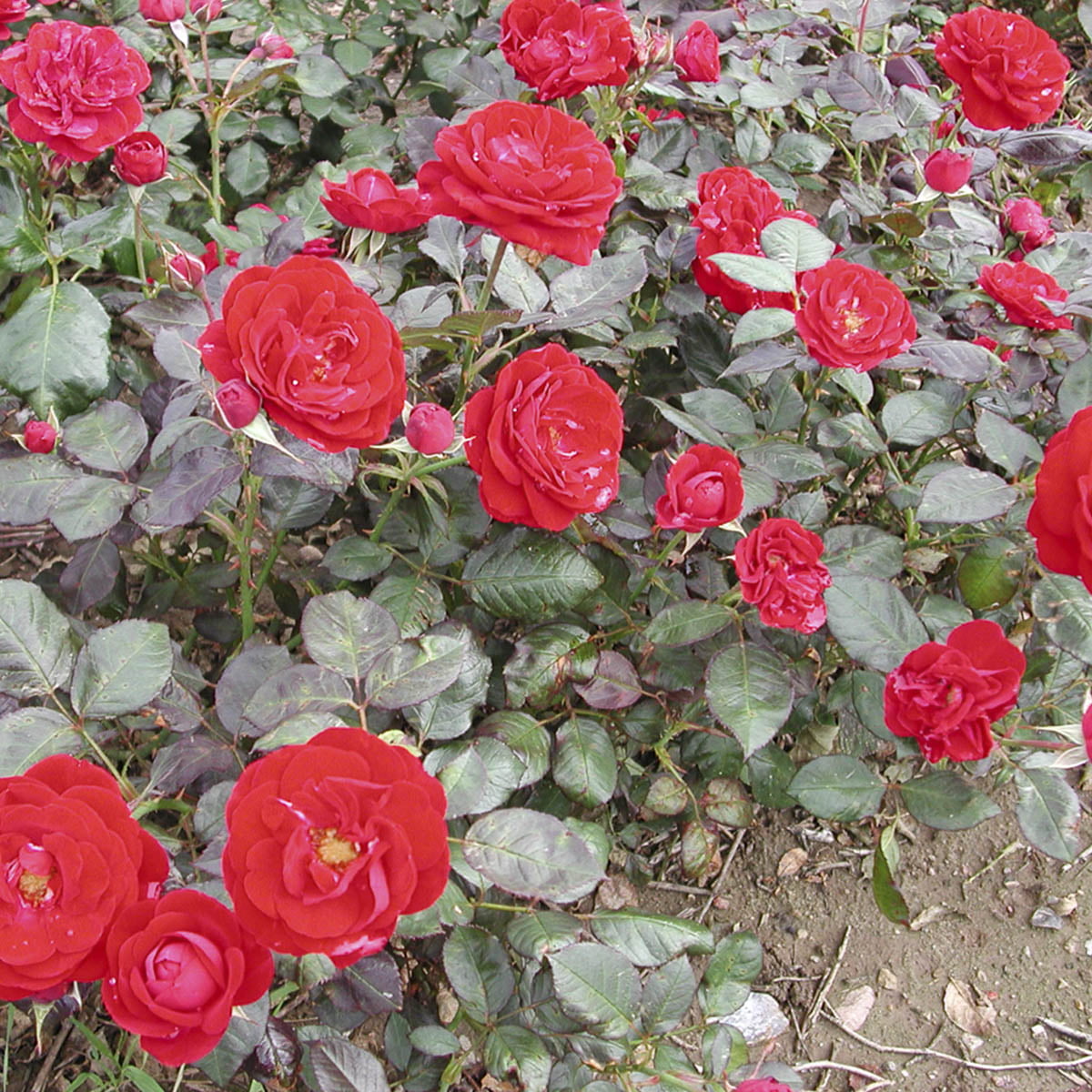 Europeana' blomstrer med store fylte dyprøde roser med svak duft fra juni.