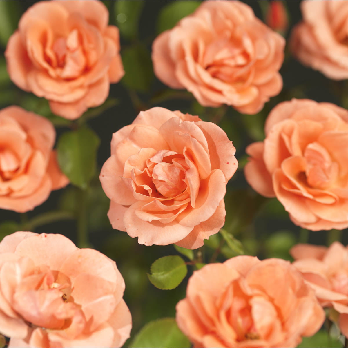 'Fredensborg' blomstrer med middels store, halvfylte, laksrosa blomster med orange skjær.