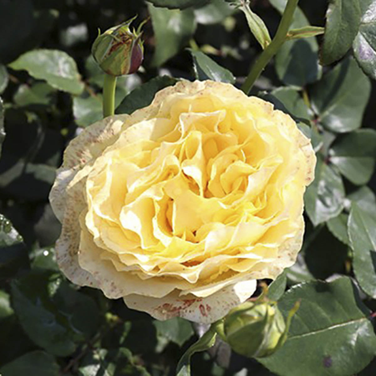 Stilkrose 'Tivoli' er en velduftende rose med store, intense gule blomster fra juni til september/oktober.